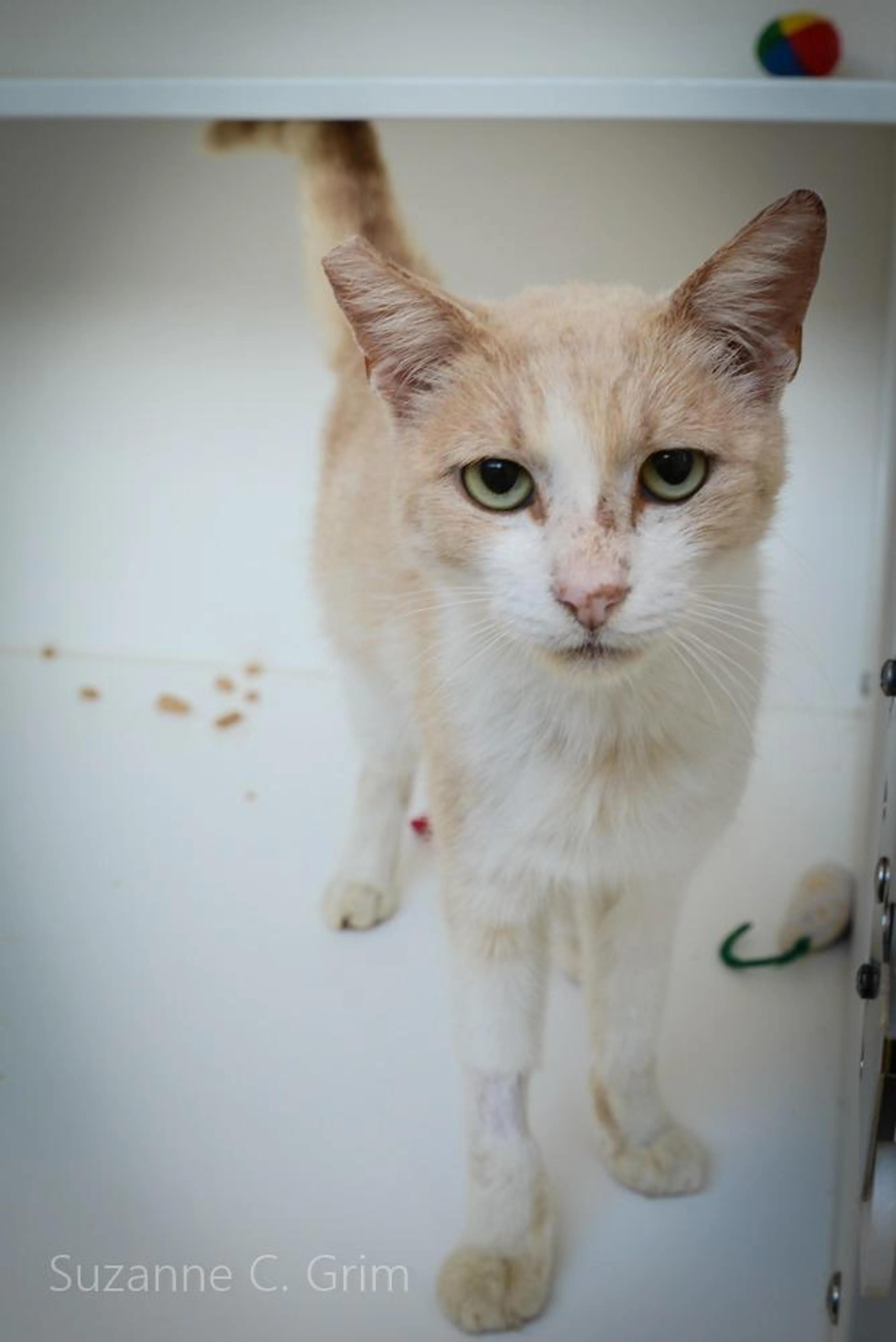Found pet-1