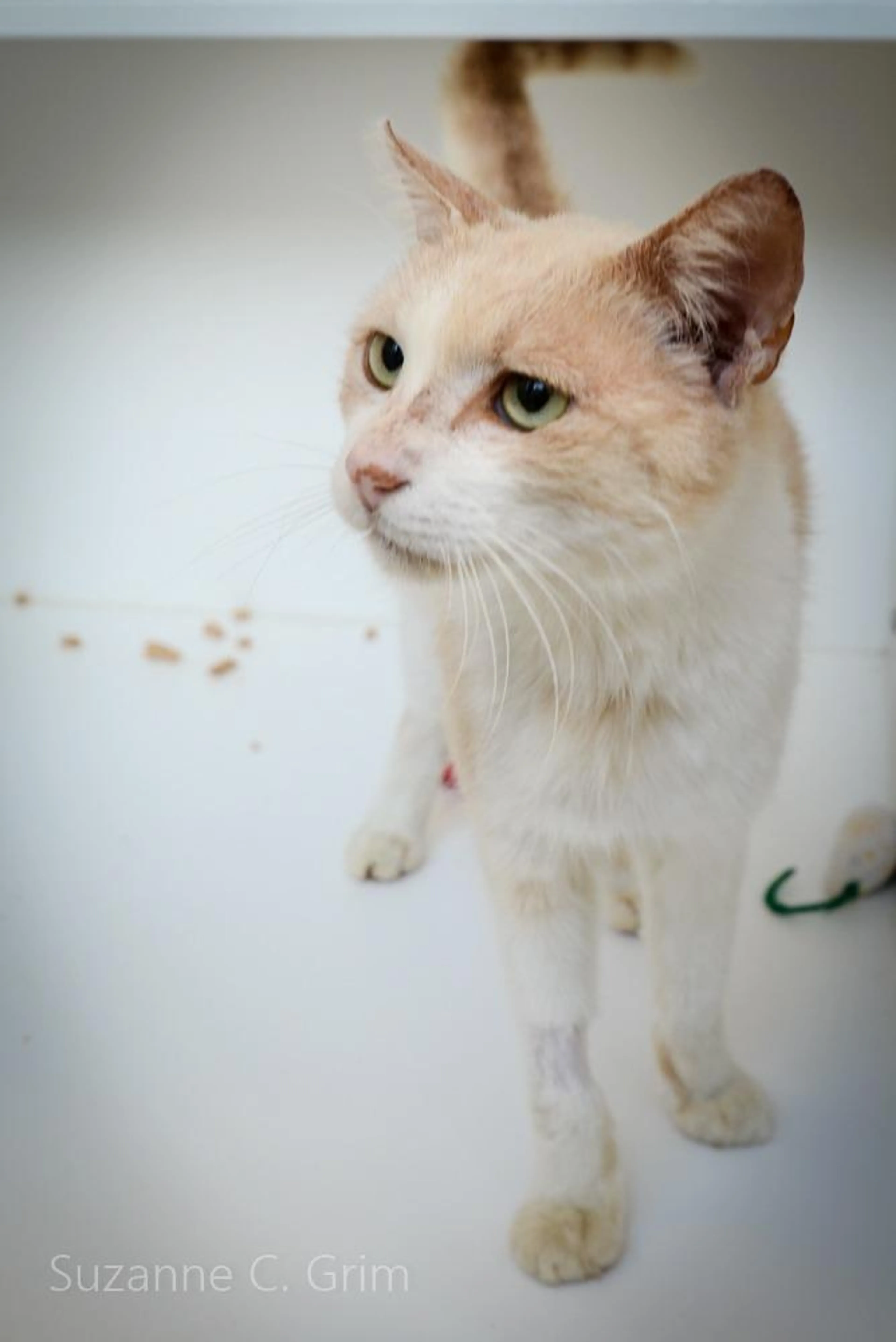 Found pet-3