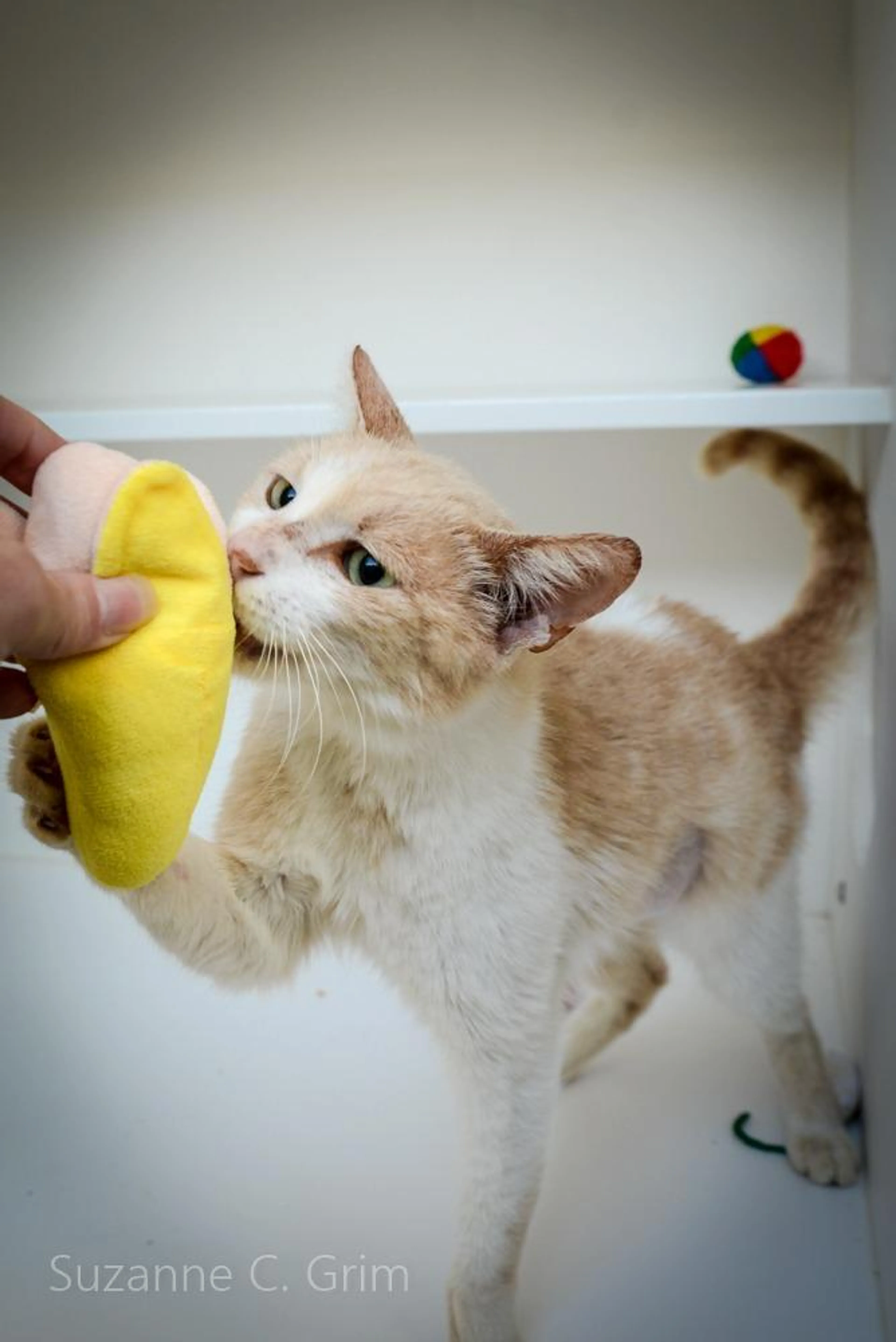 Found pet-2