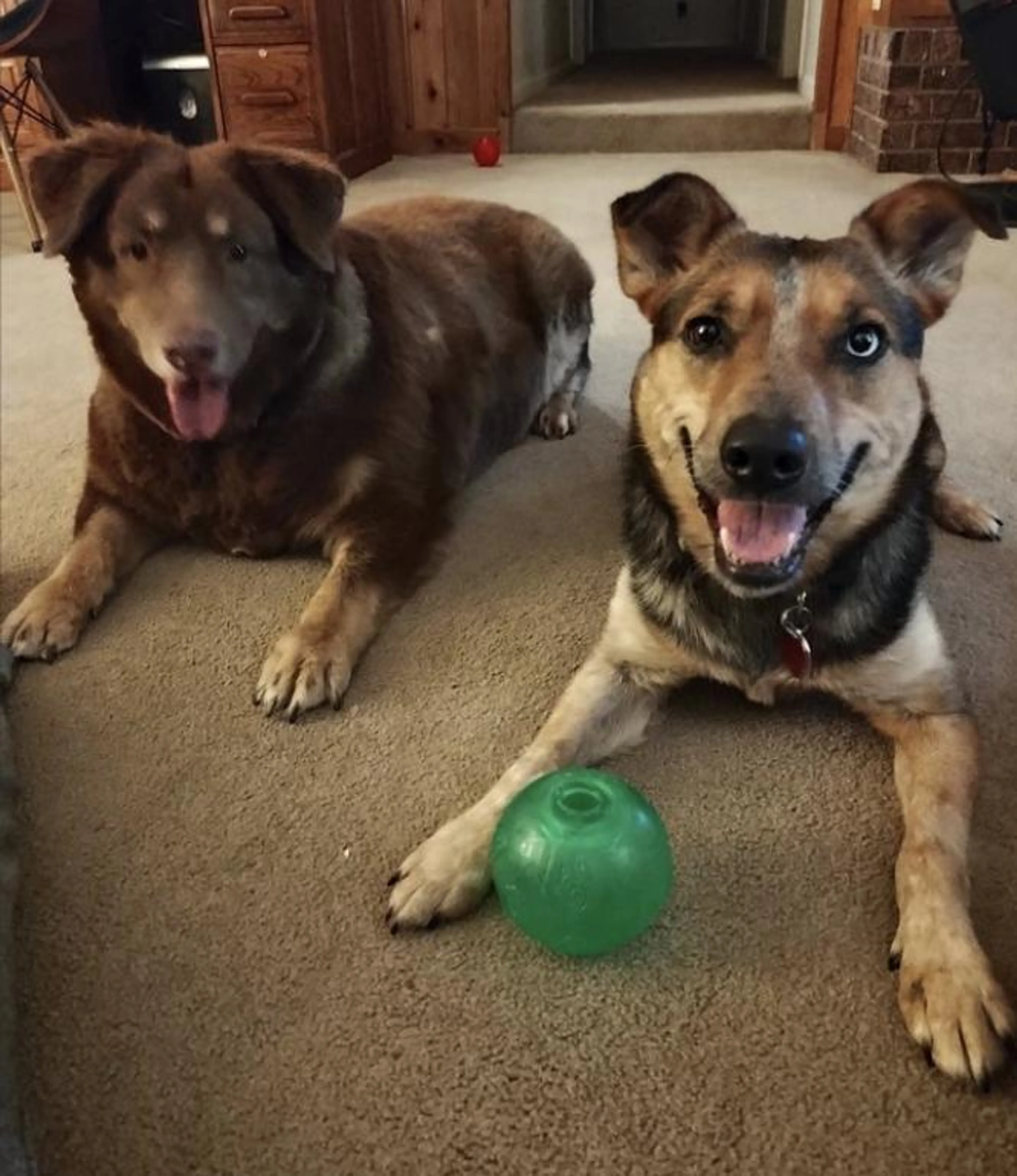 Found pet-2