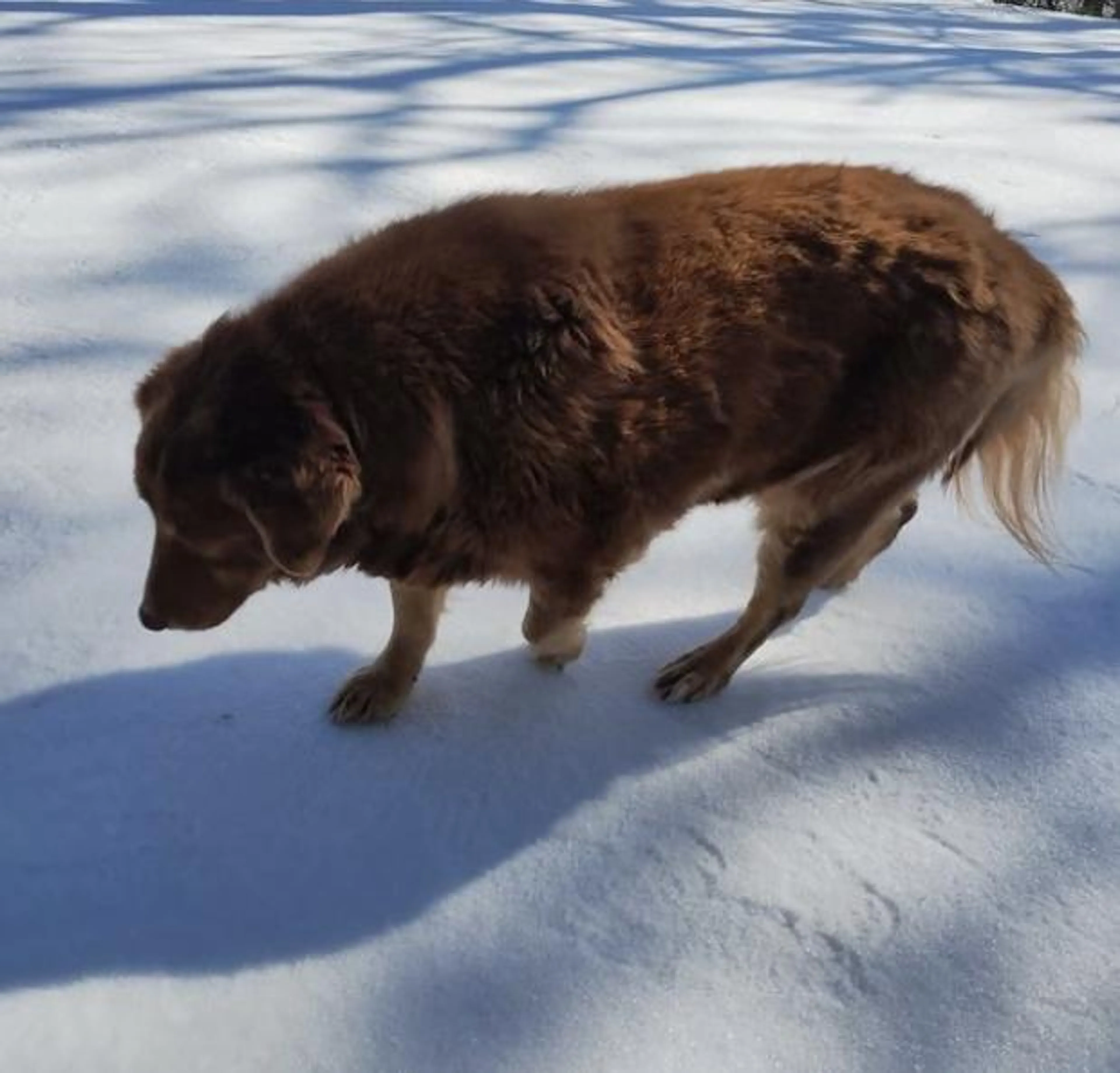 Found pet-4