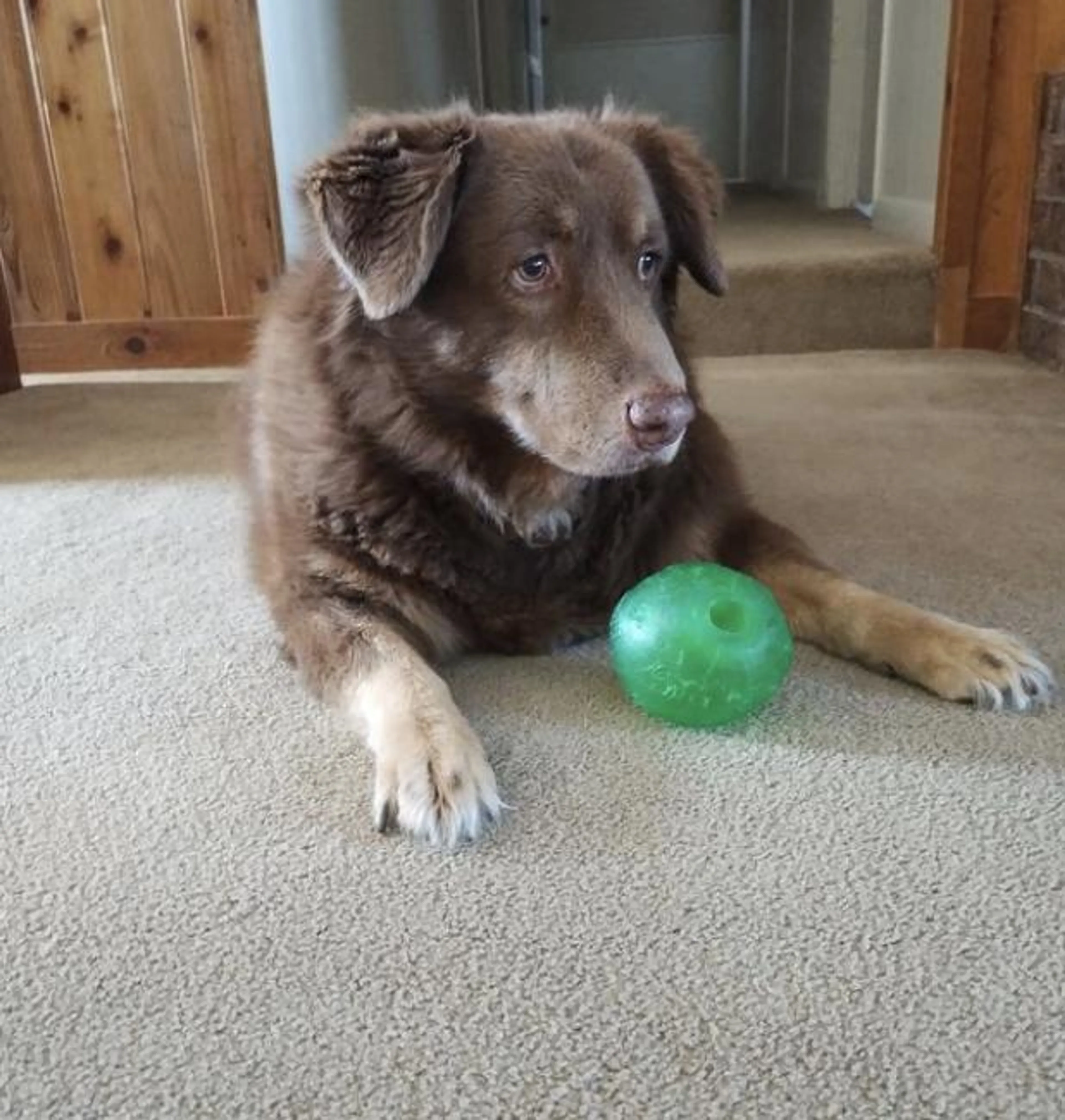 Found pet-1