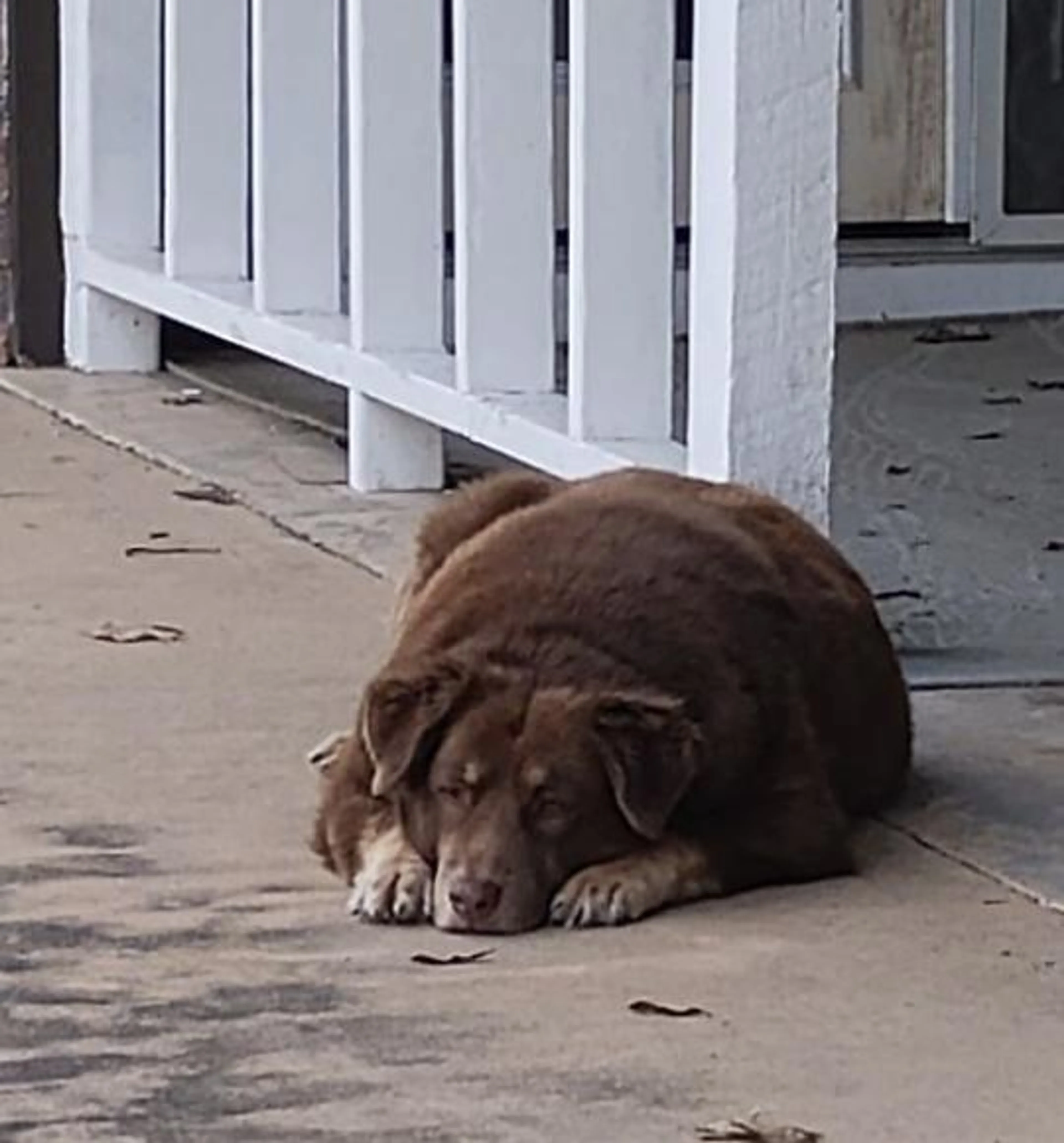 Found pet-3