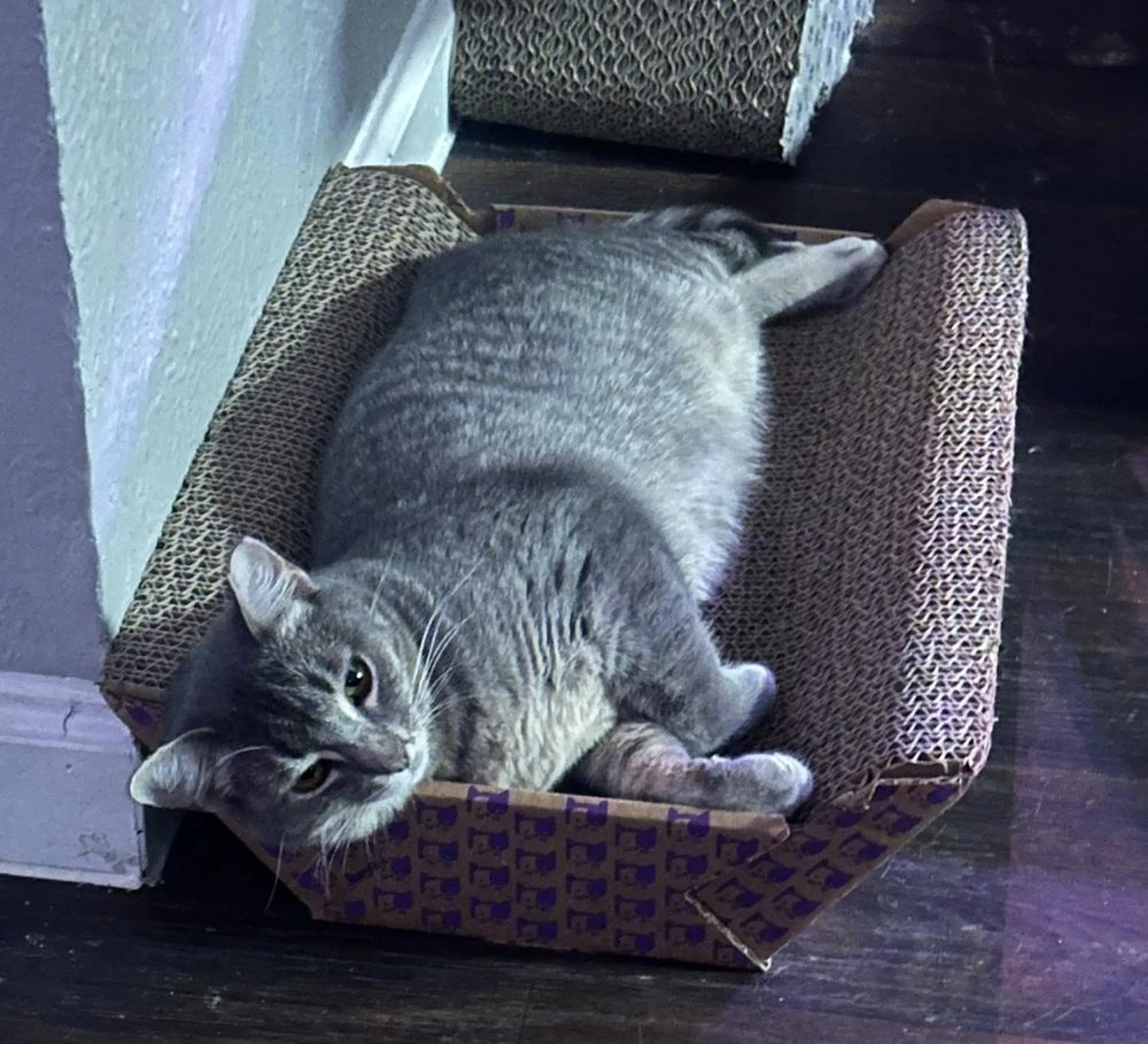 Found pet-4