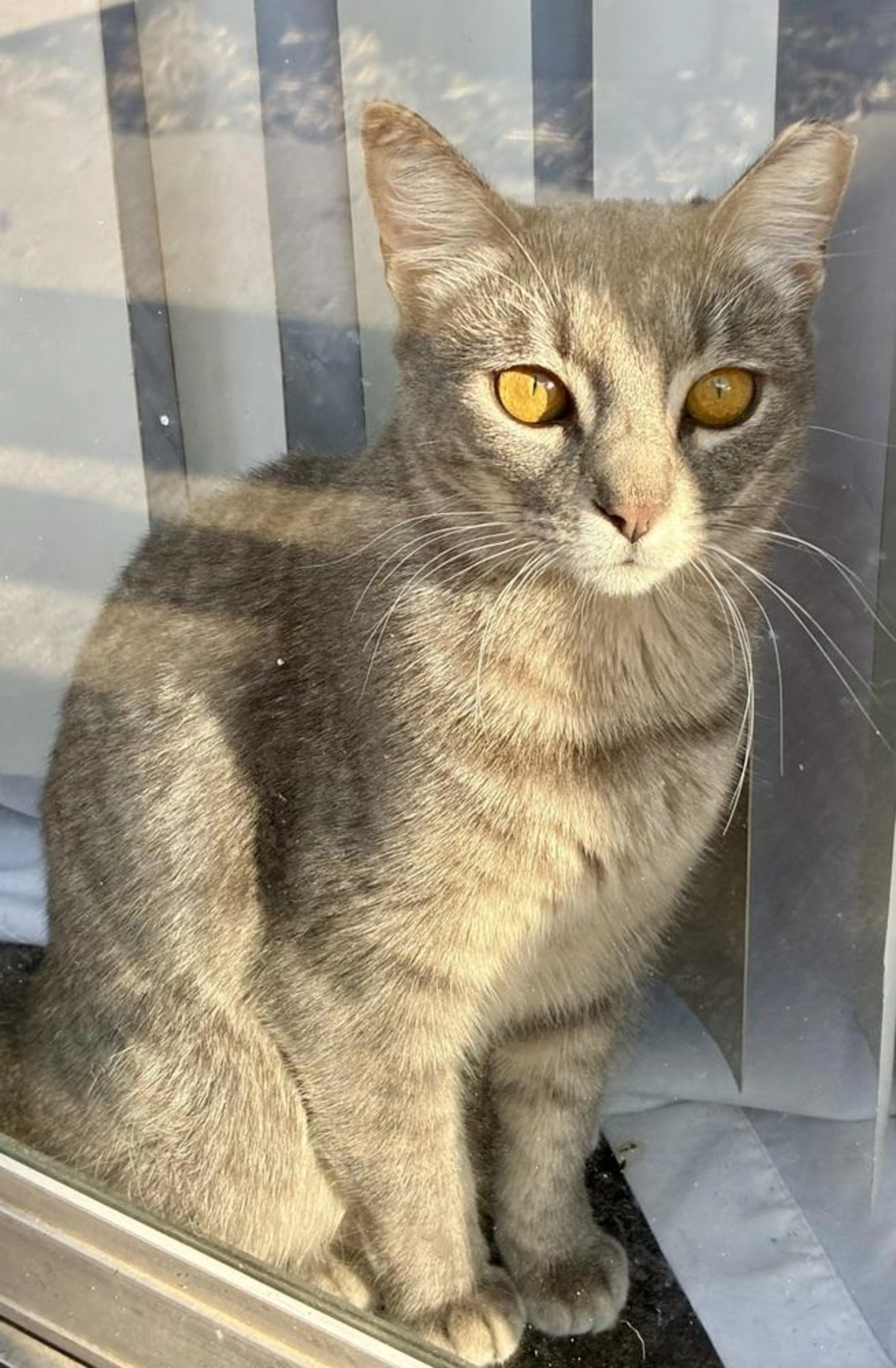 Found pet-3