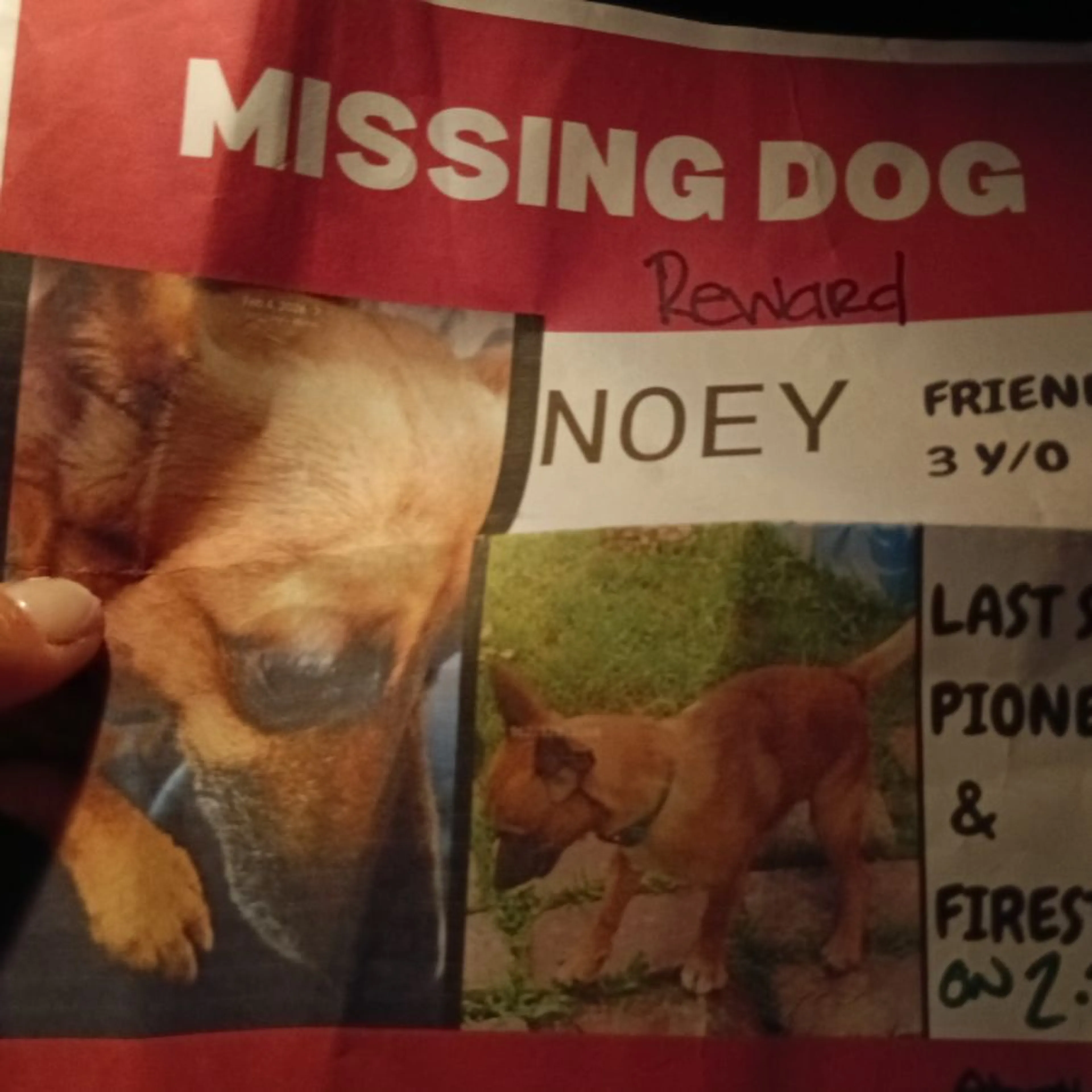 Lost pet