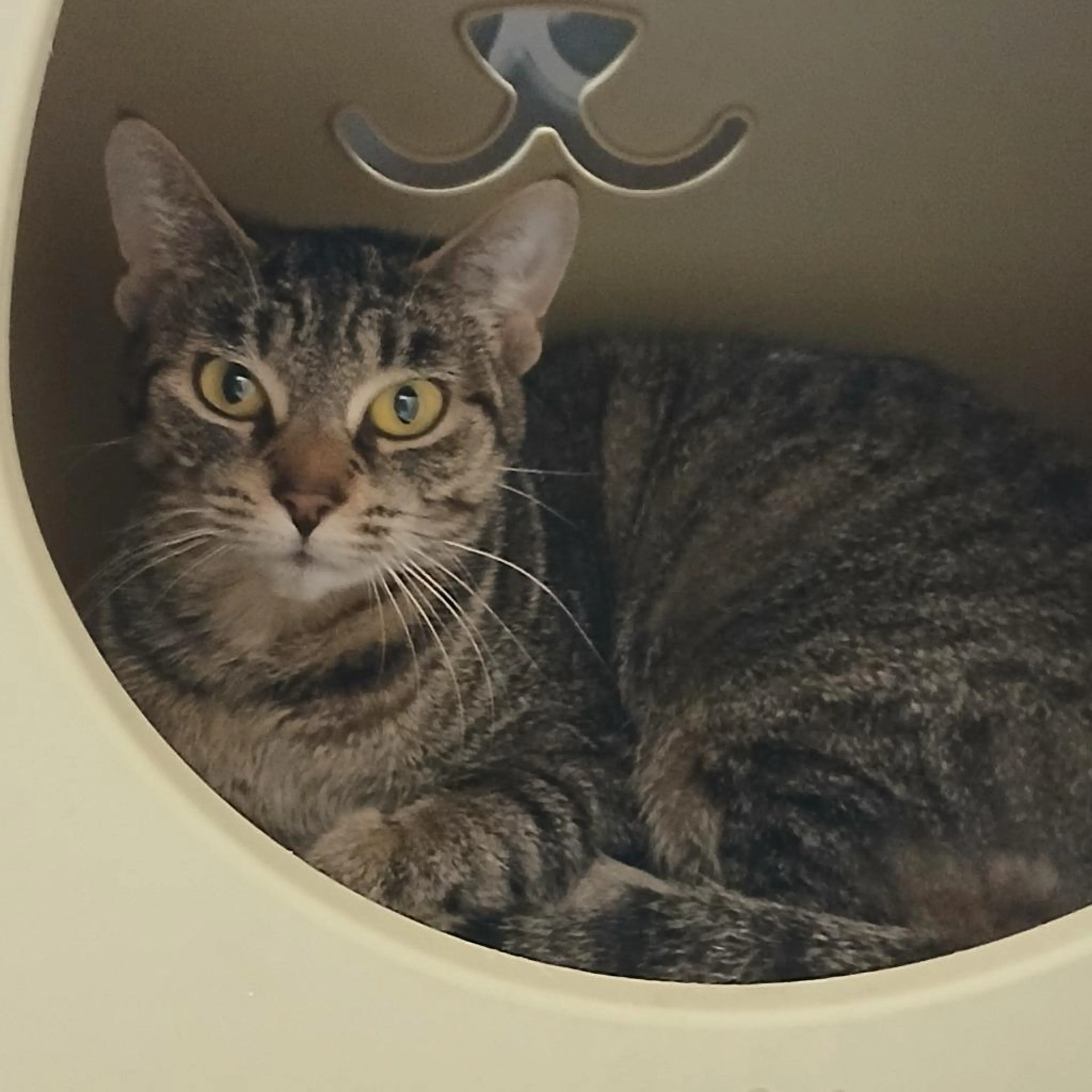 Found pet-3