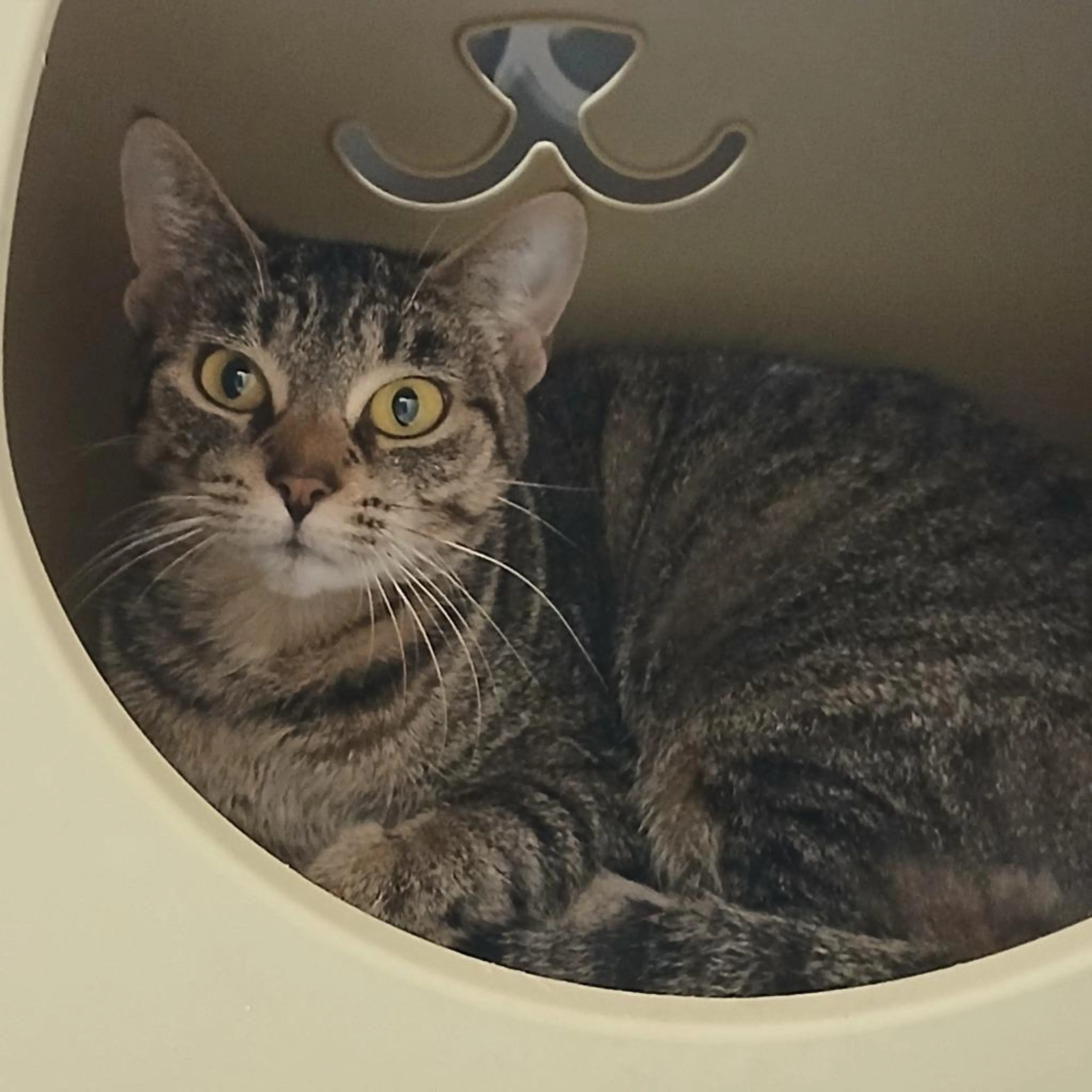 Found pet-4