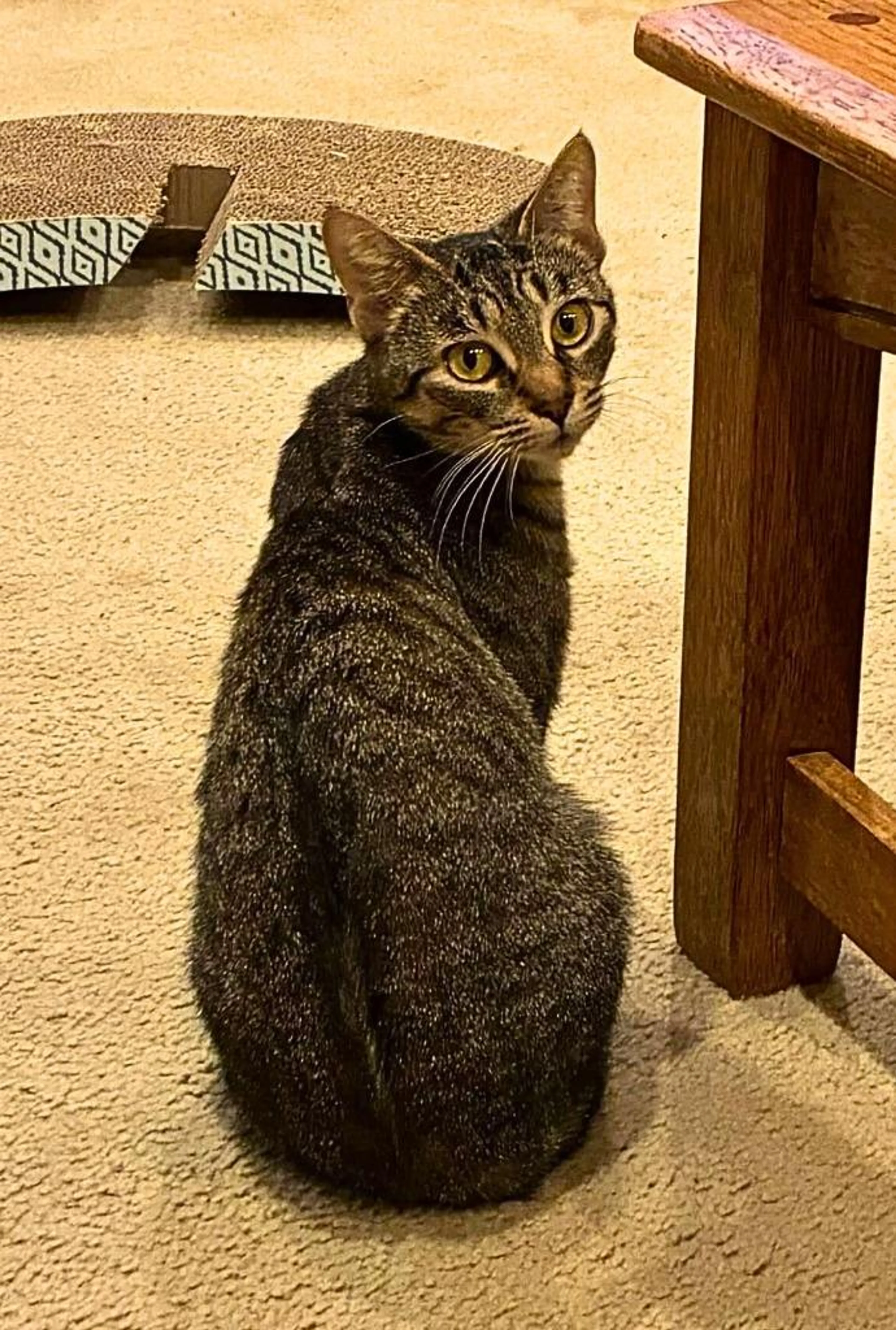 Found pet-2