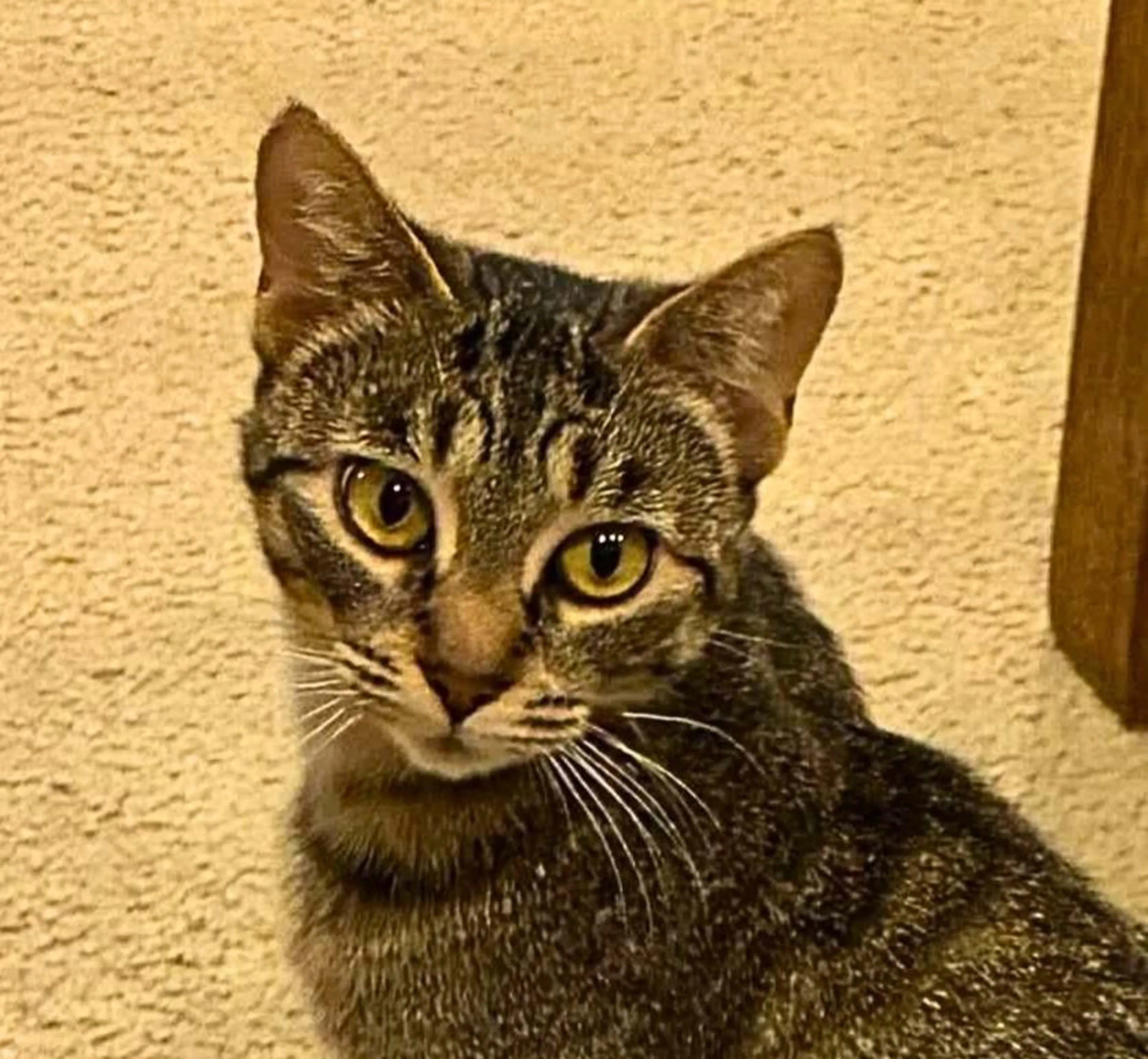 Found pet-1