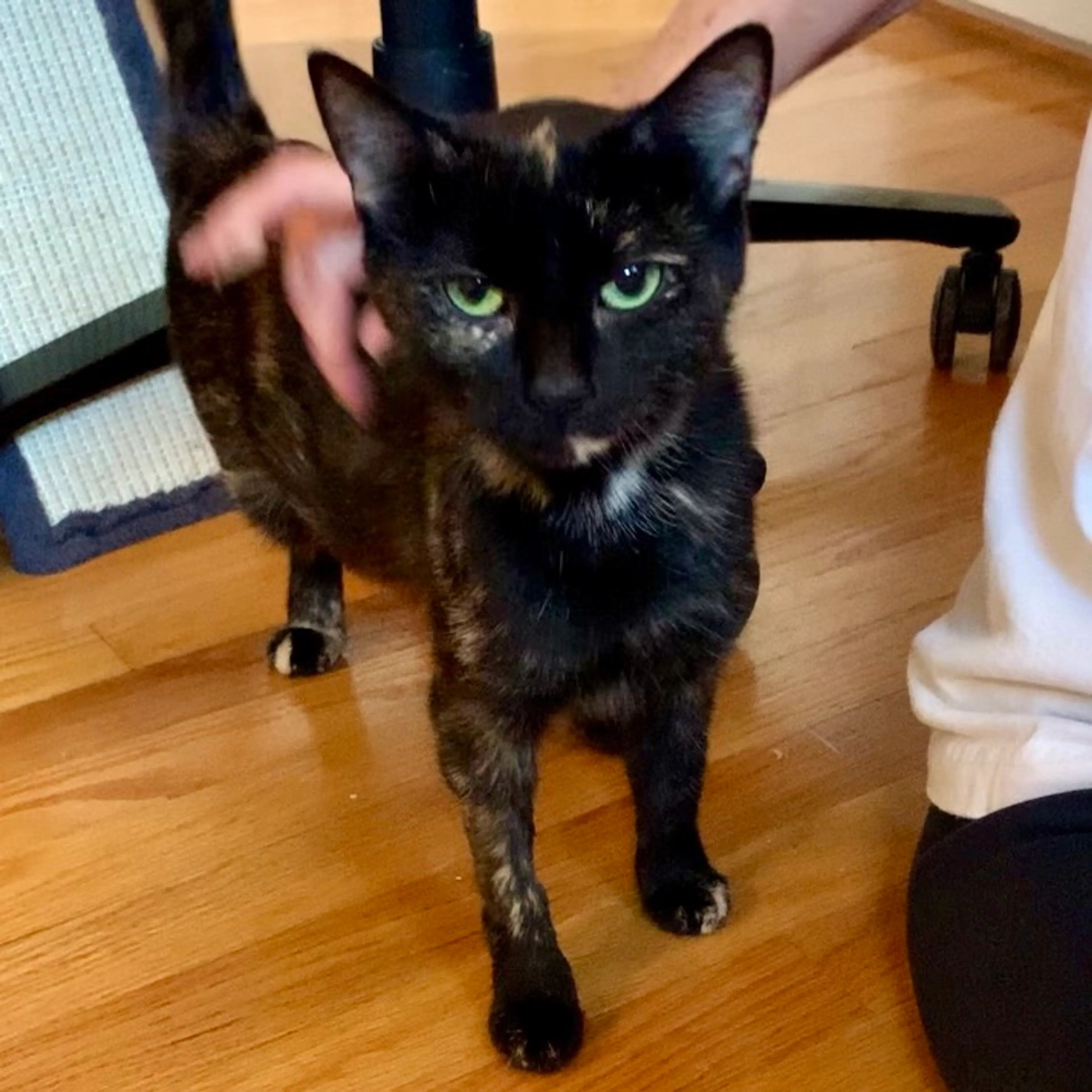 Found pet-4