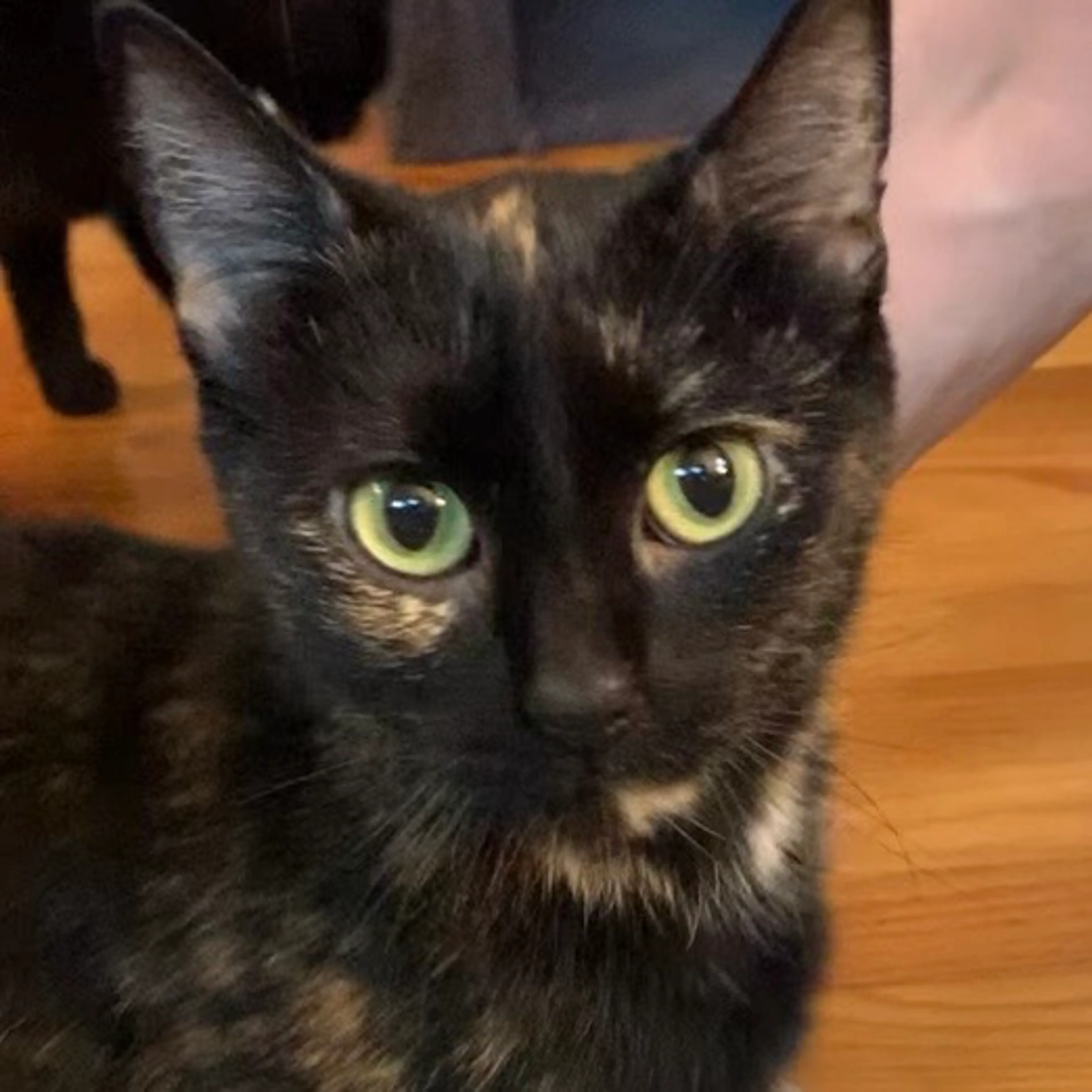 Found pet-0