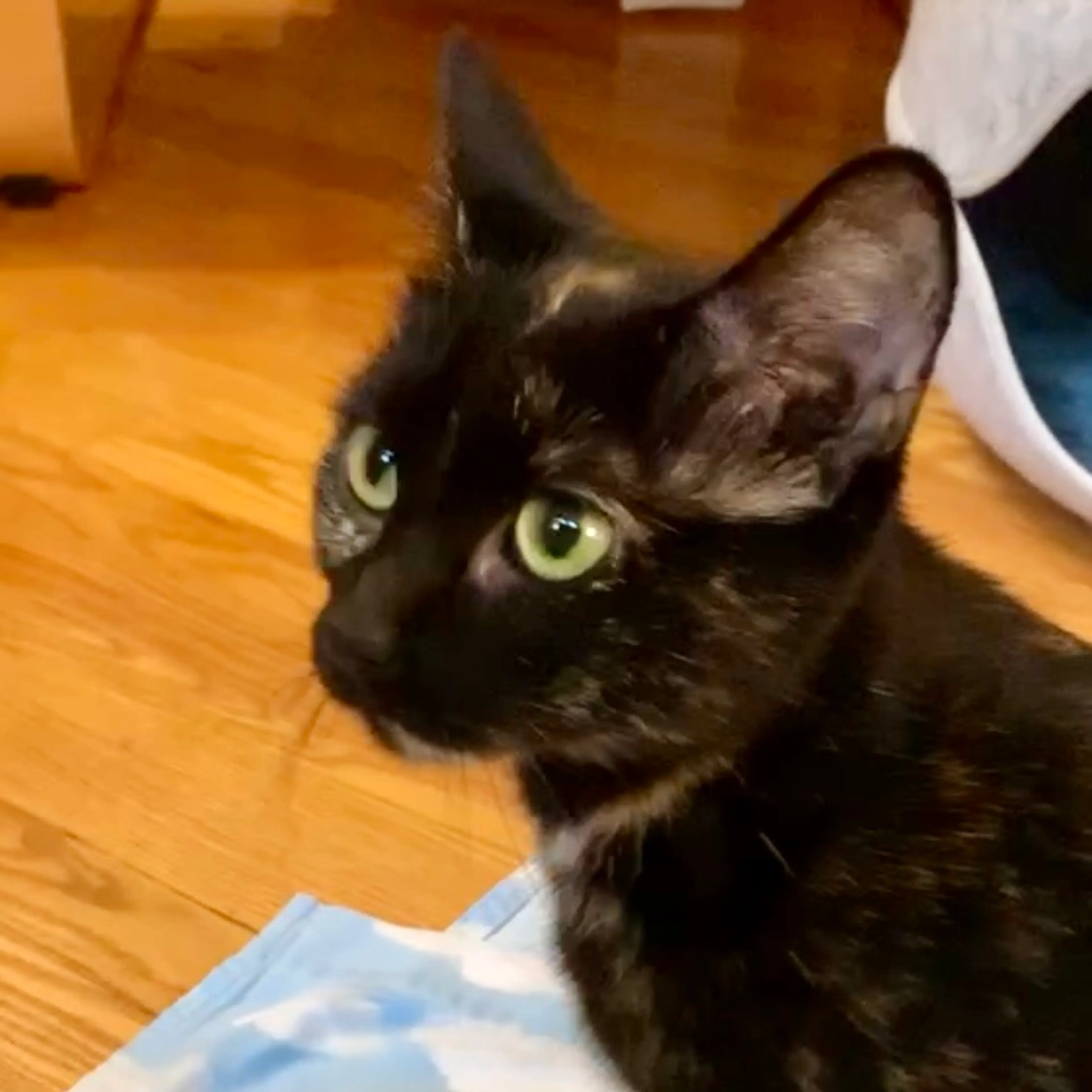 Found pet-2