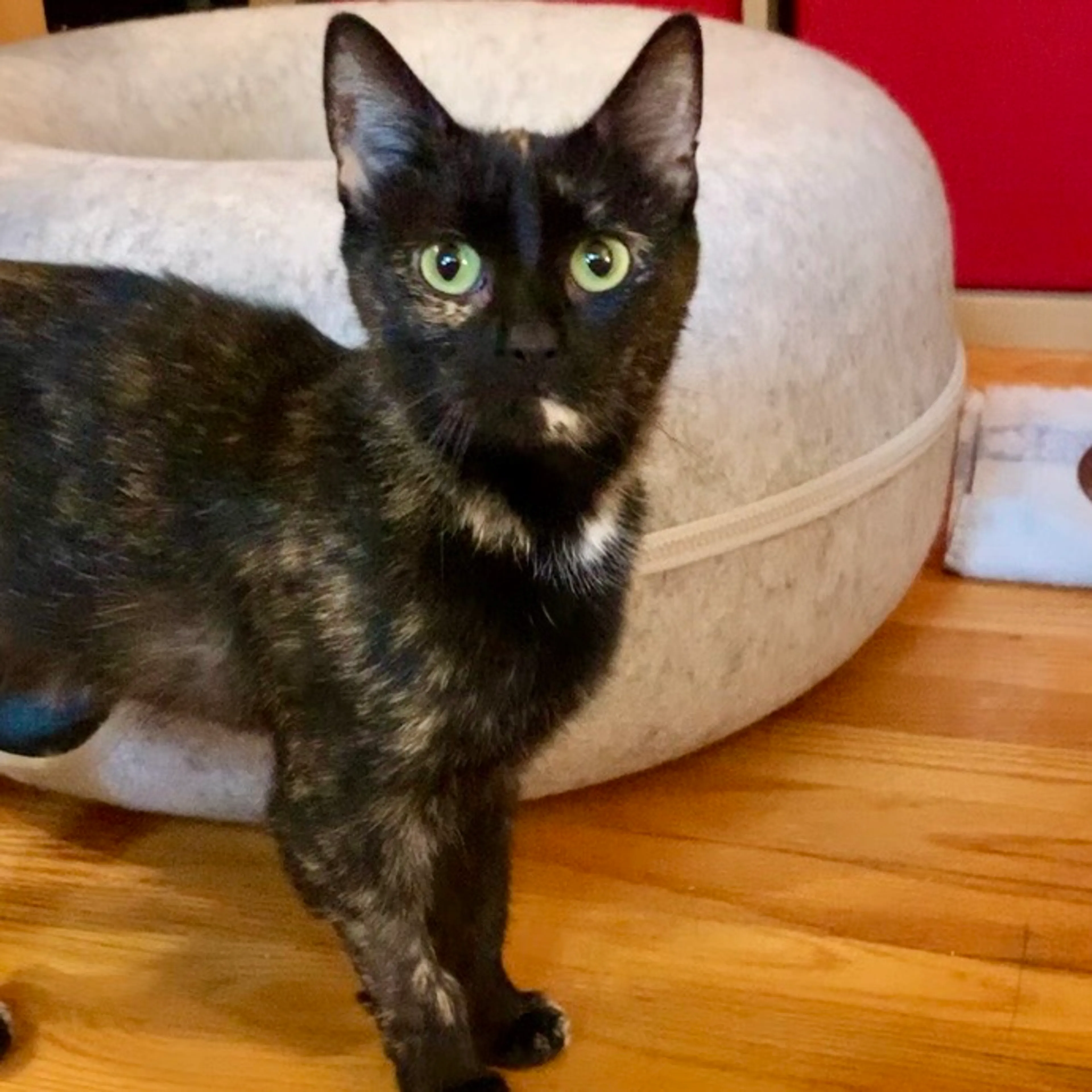 Found pet-3