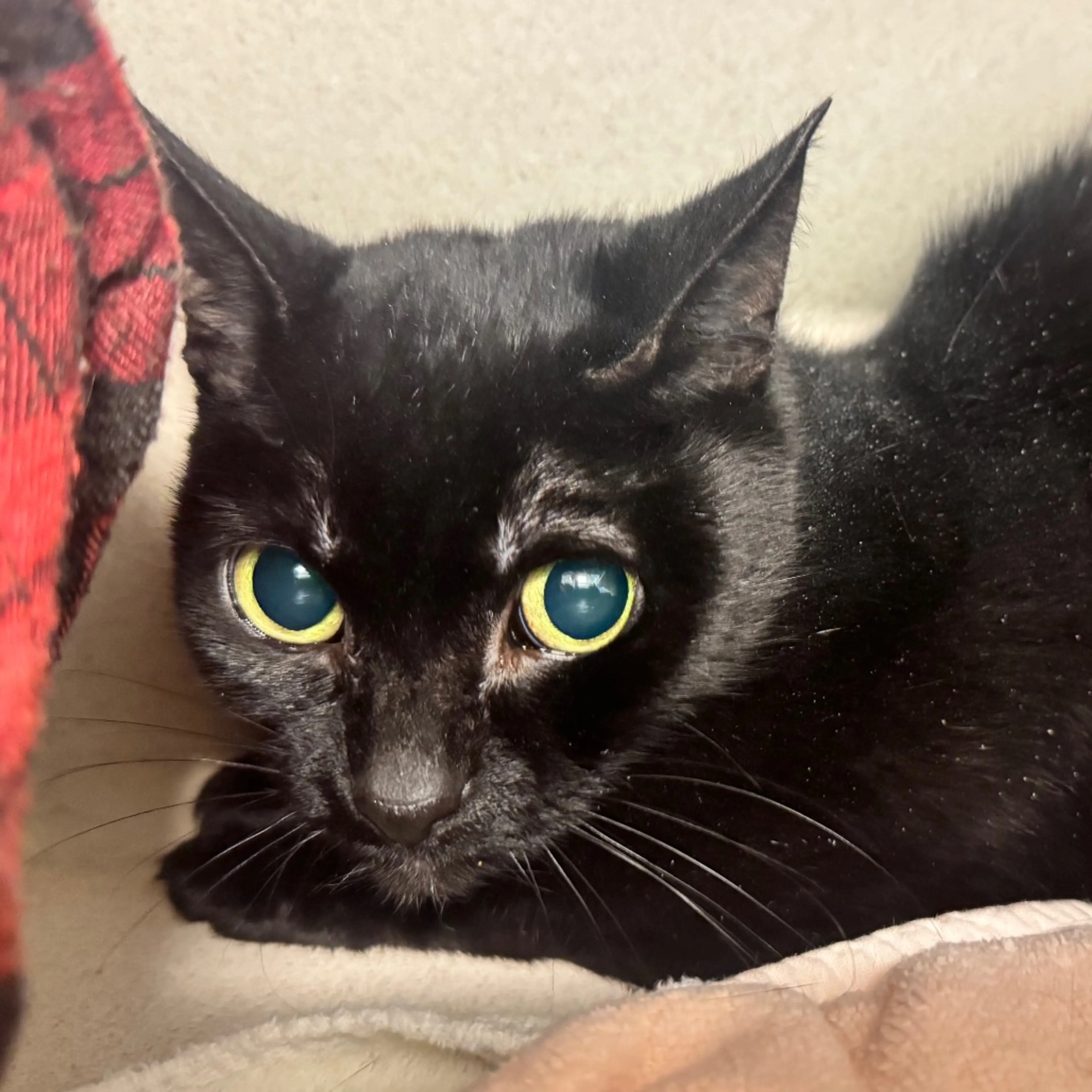 Found pet-2