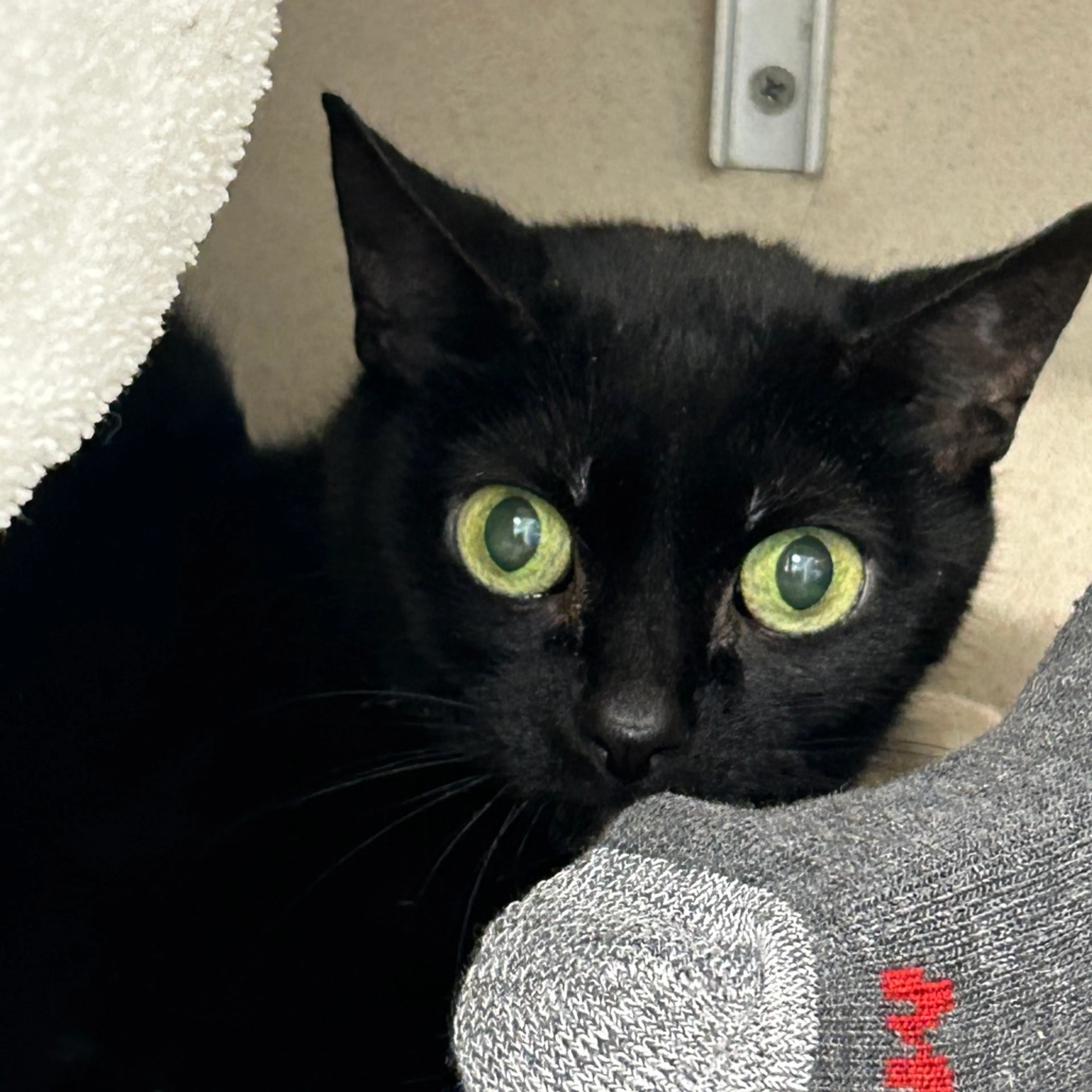 Found pet-1