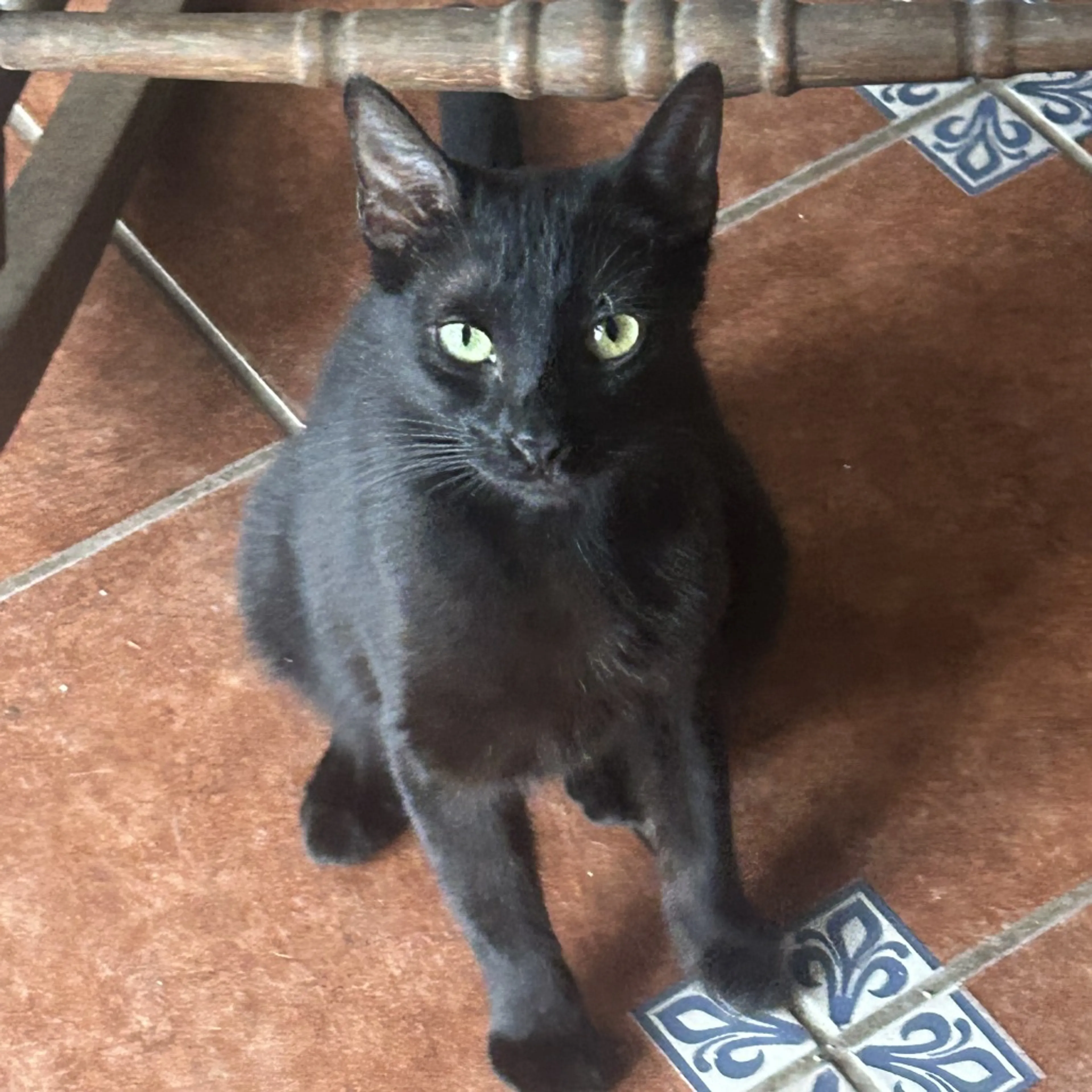 Found pet-0