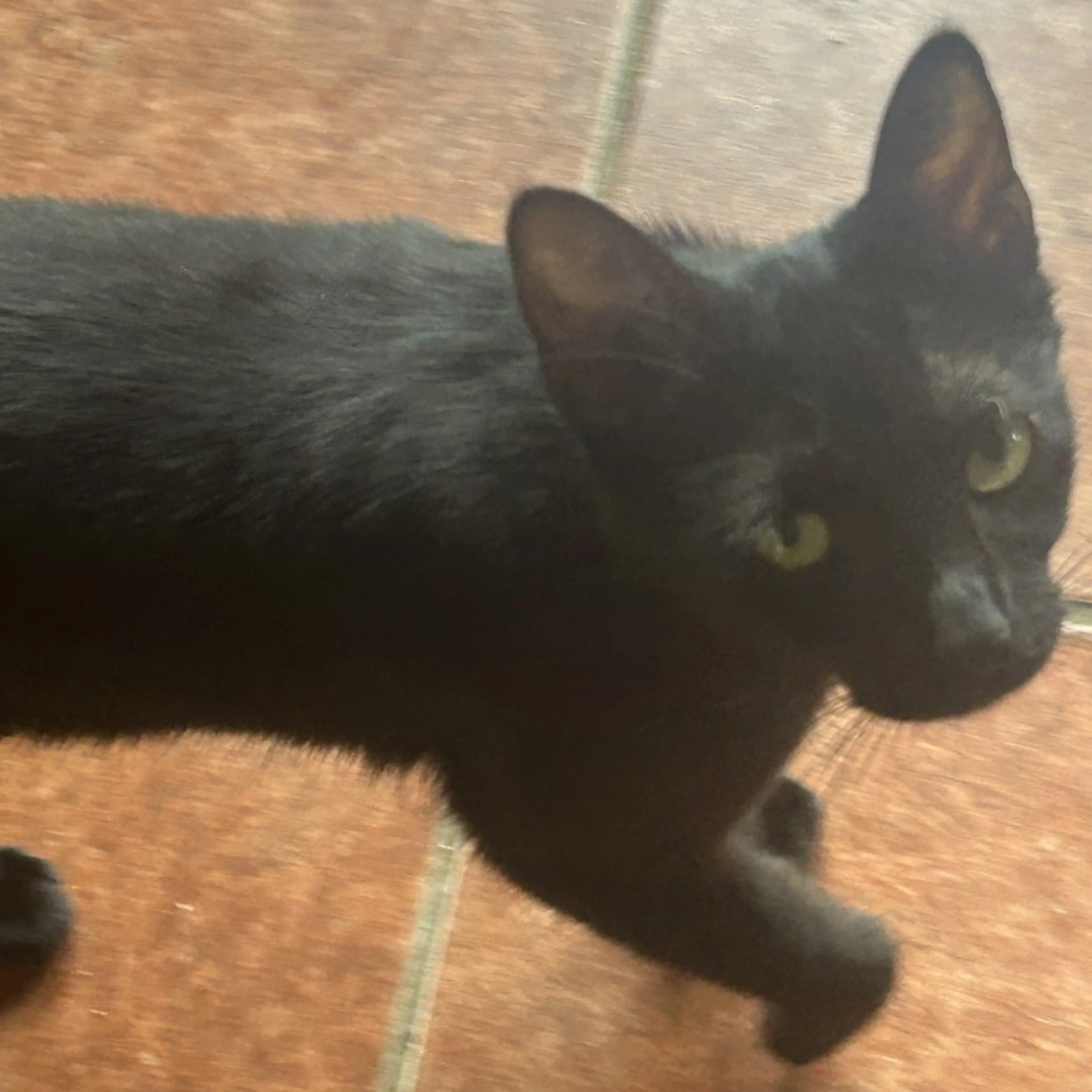 Found pet-1