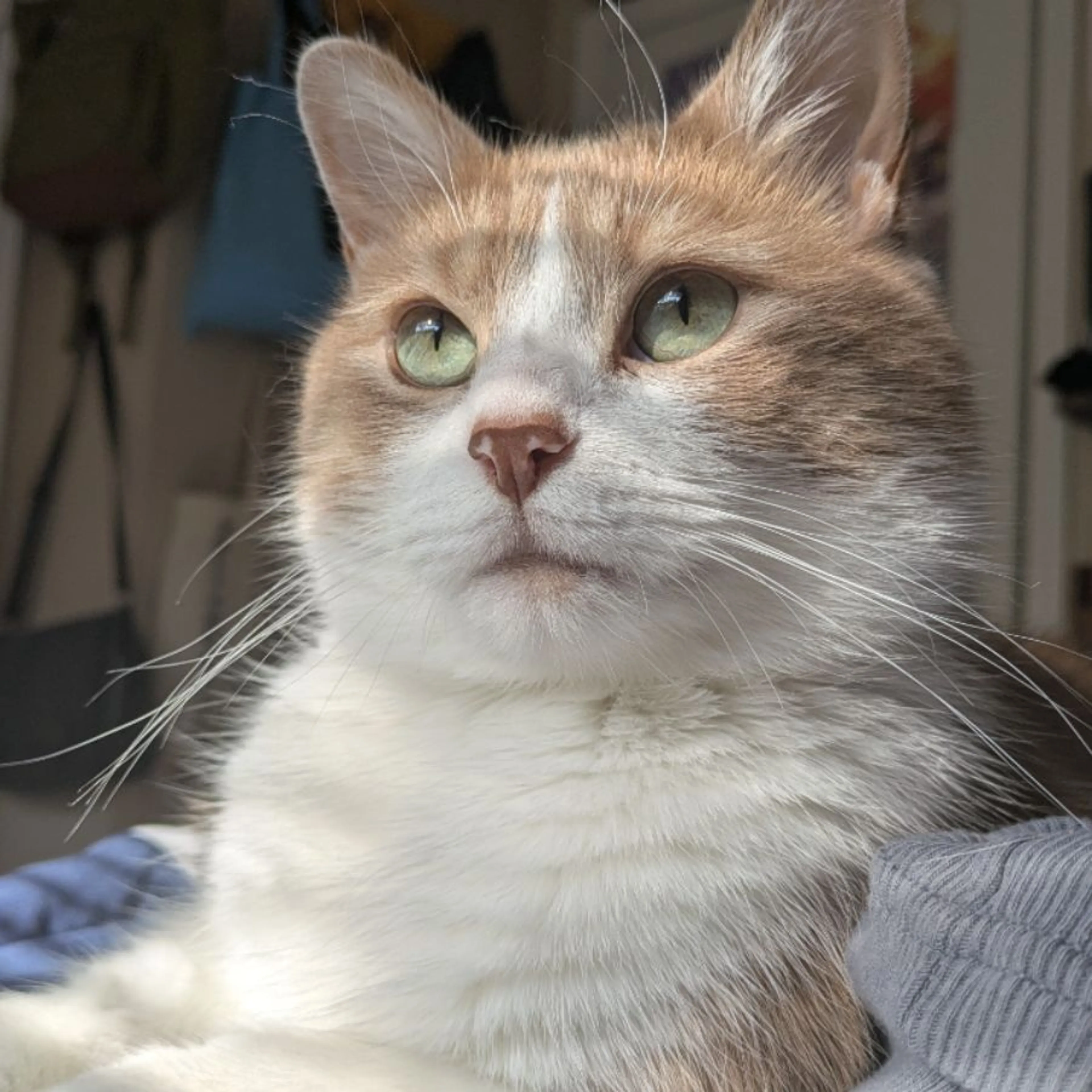 Lost pet
