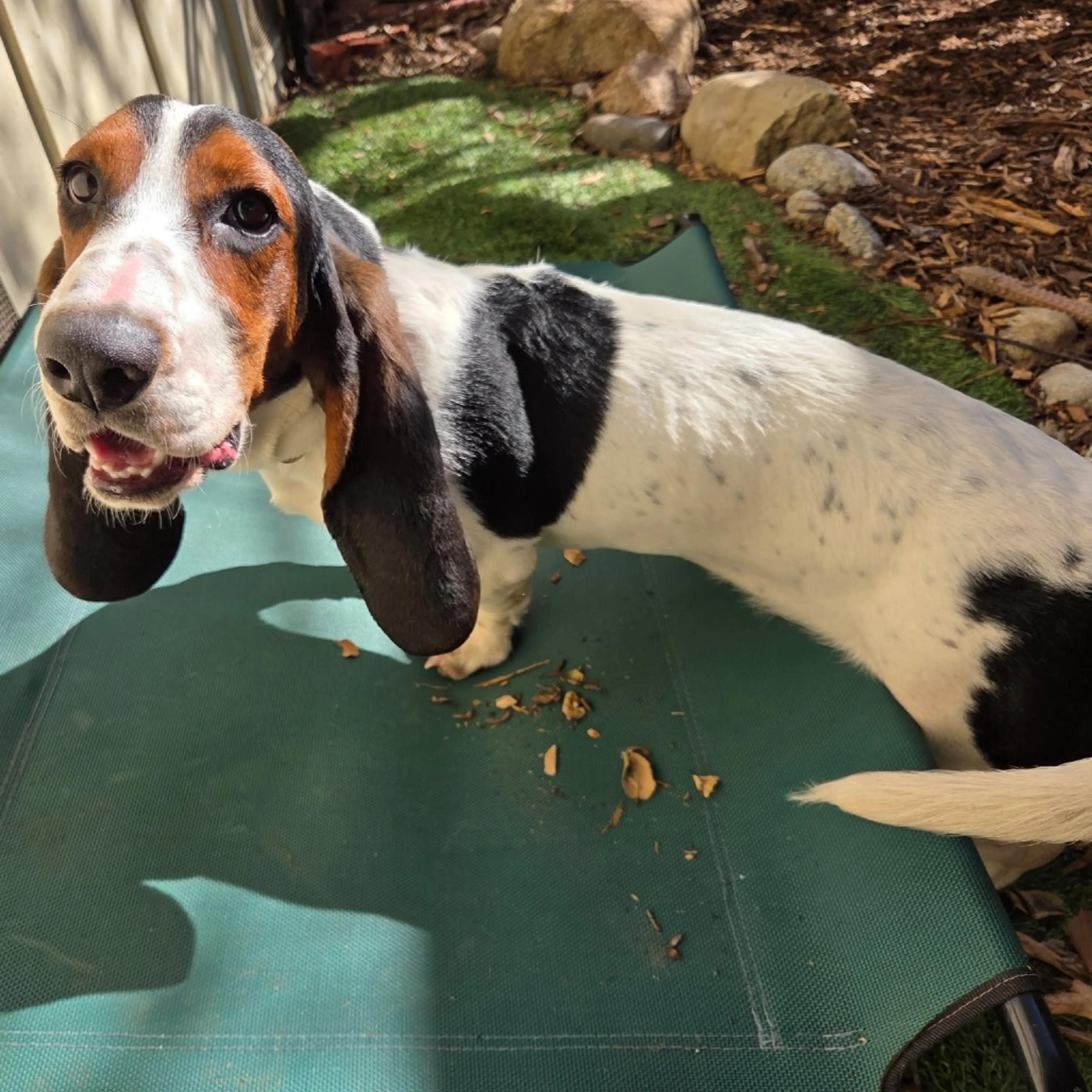 Found pet-2