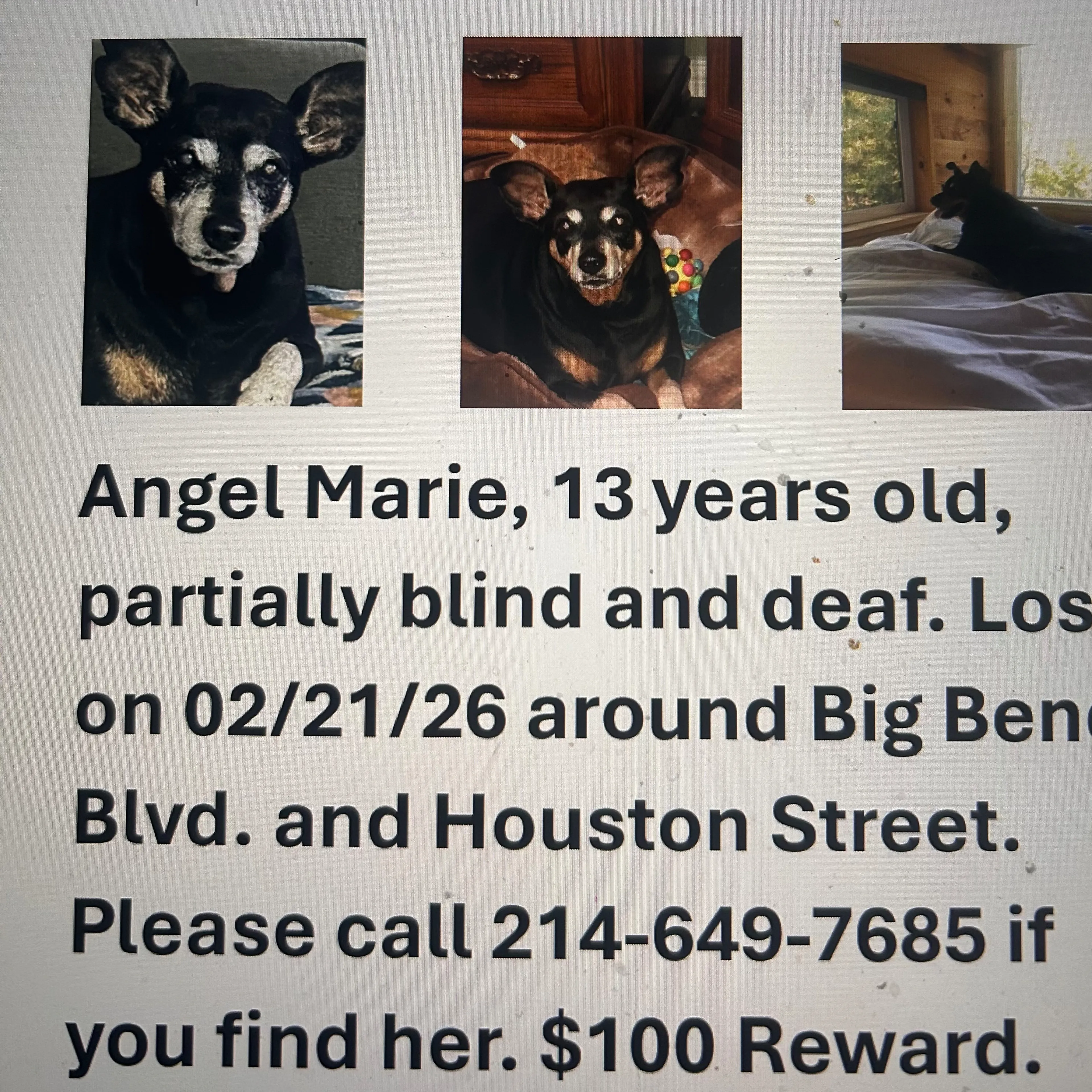 Lost pet-3
