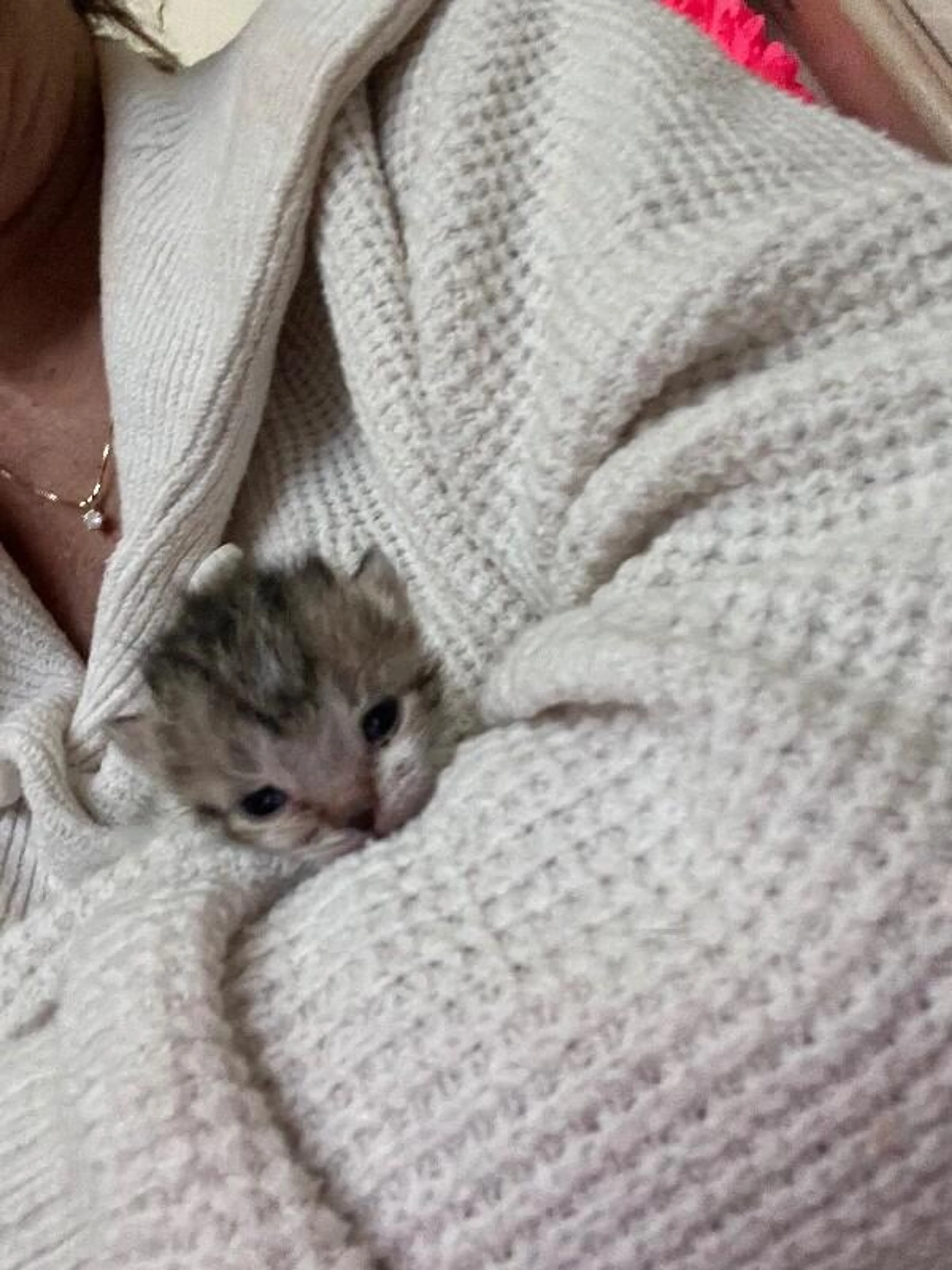 Found pet-2