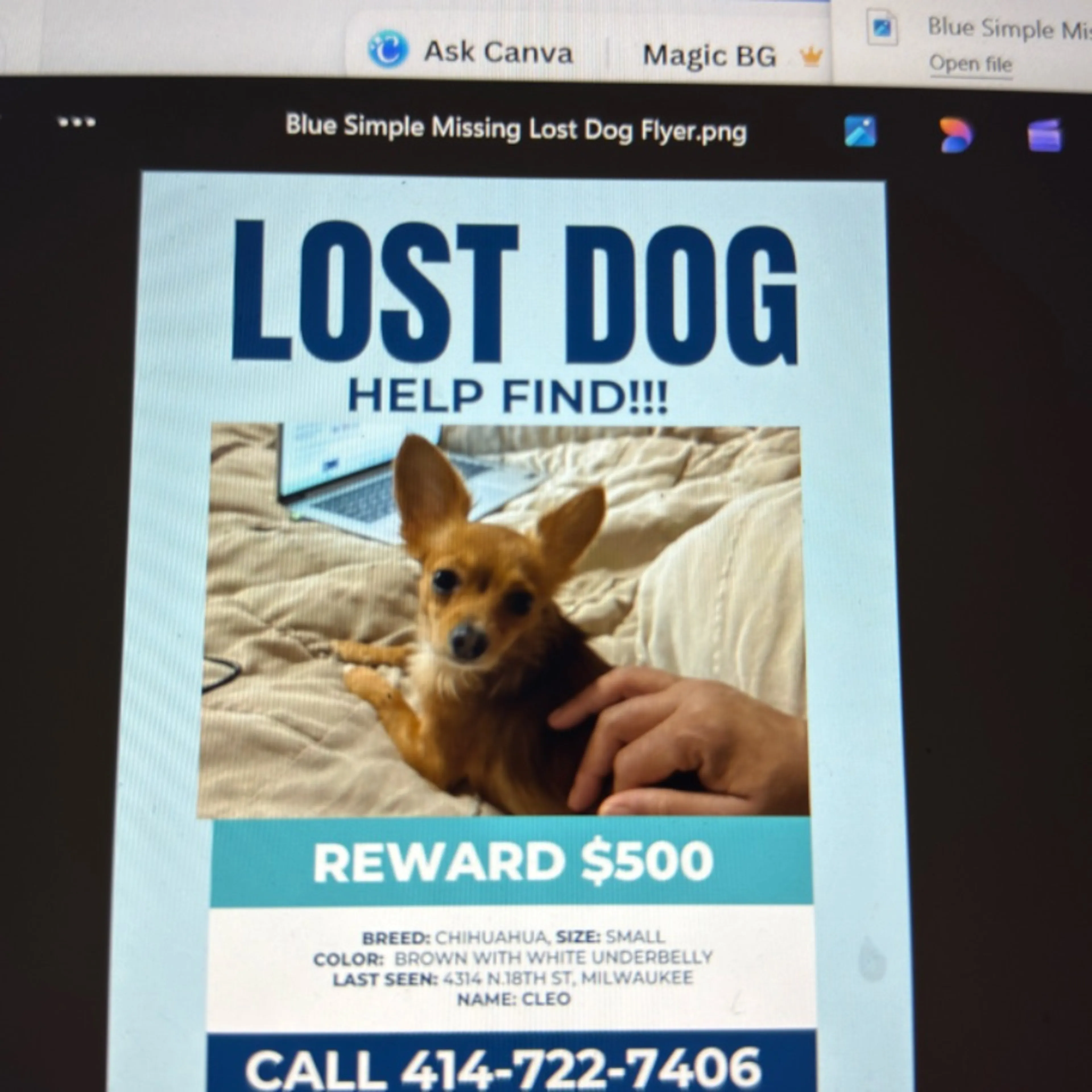 Lost pet-0