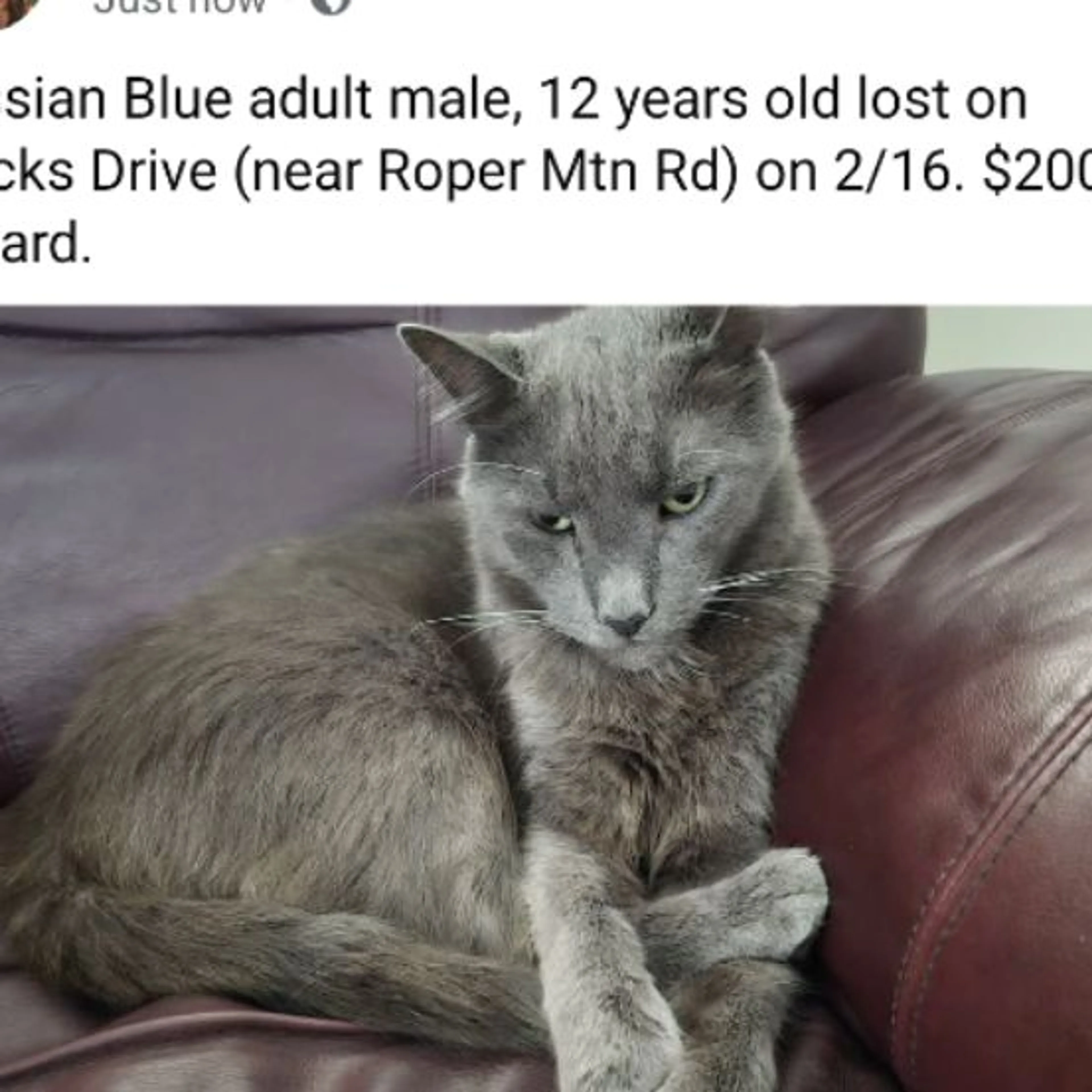Lost pet
