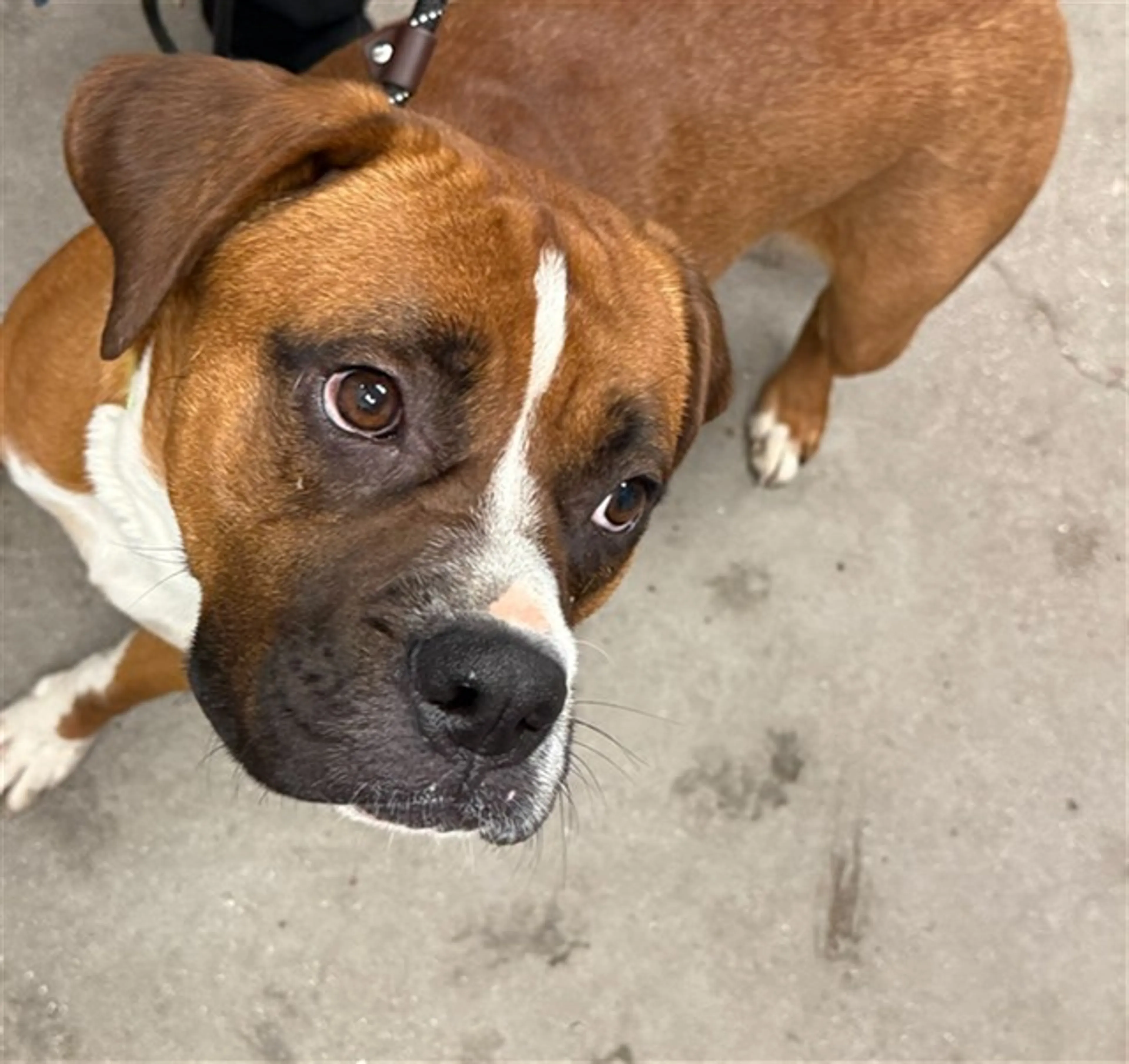 Found pet