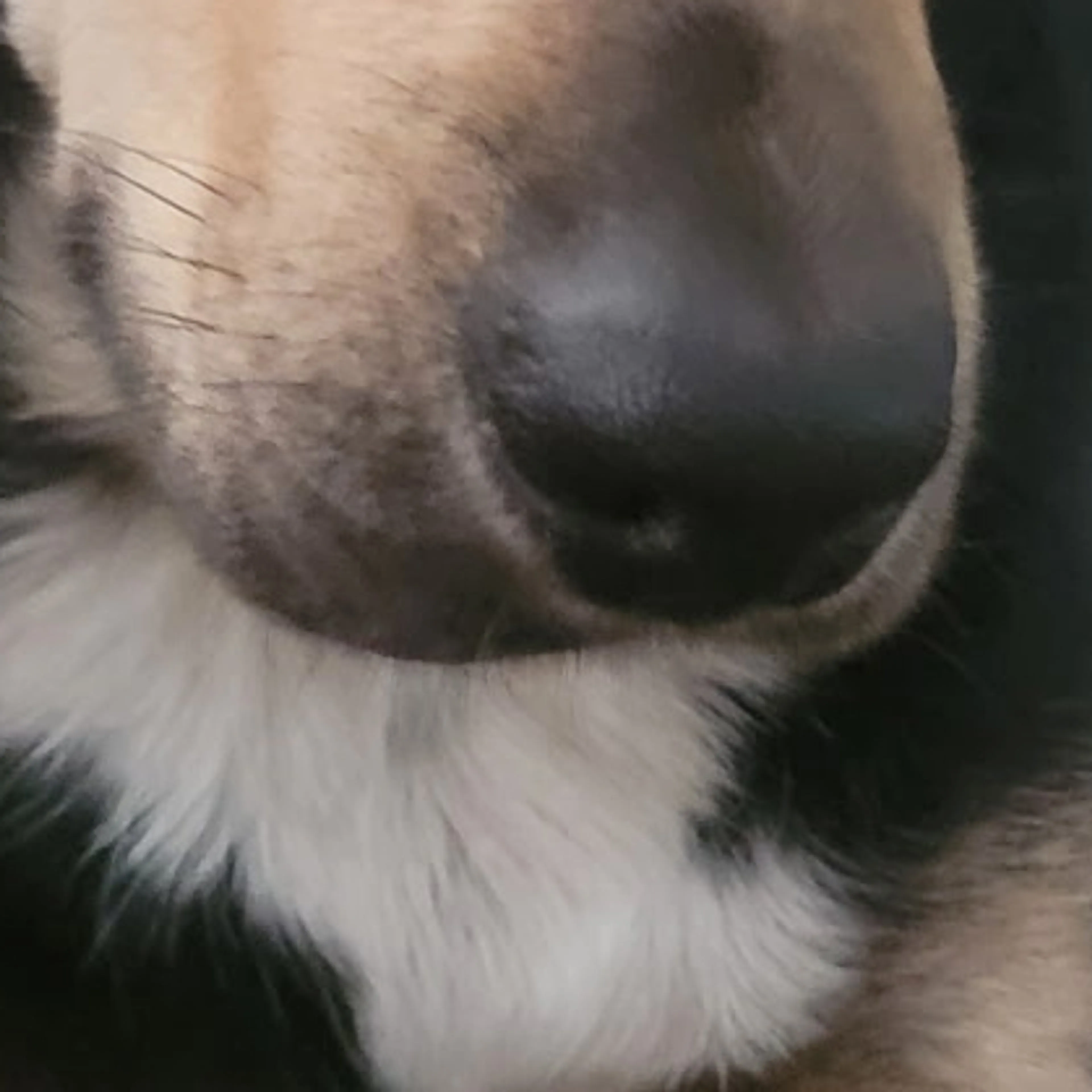Lost pet-3
