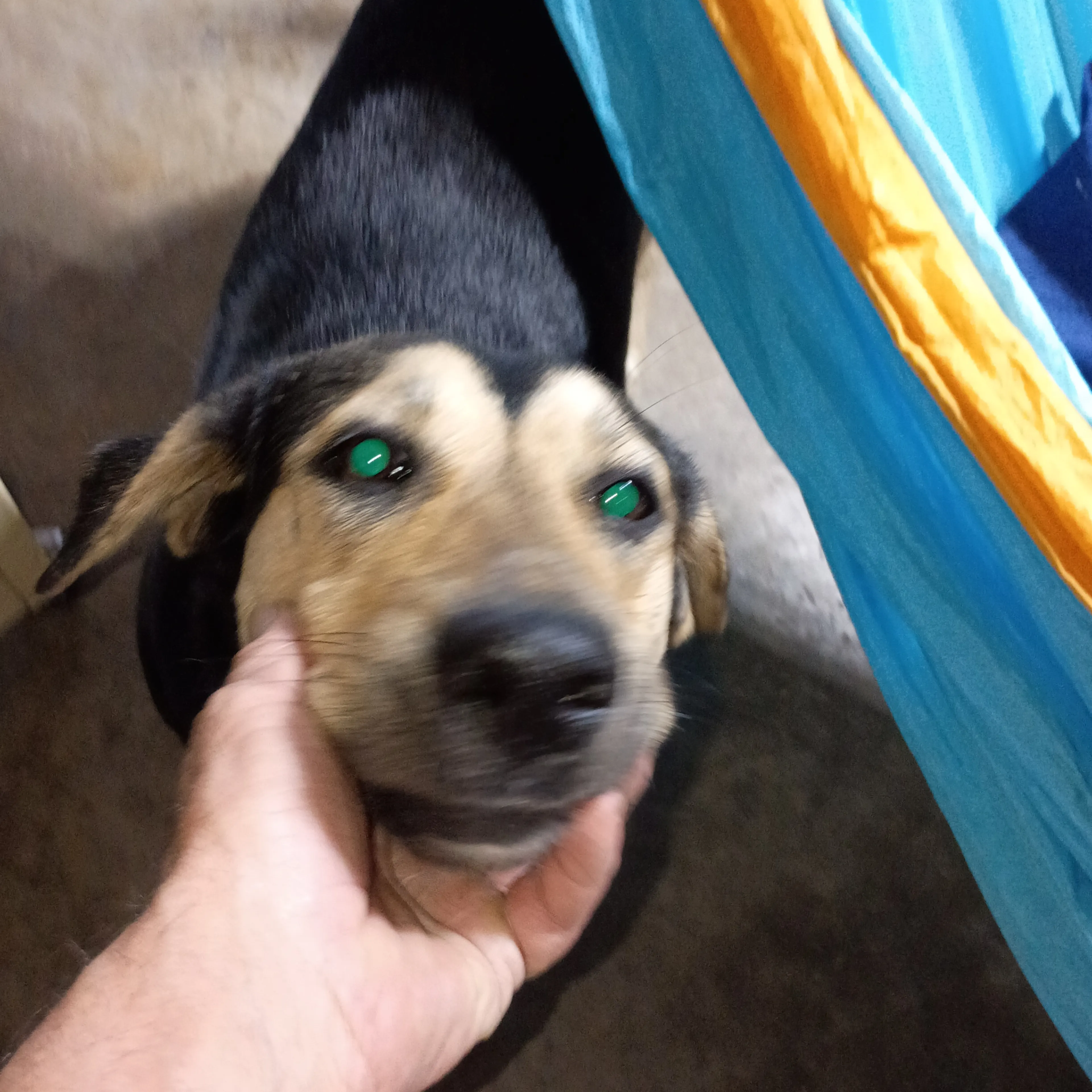 Lost pet-2