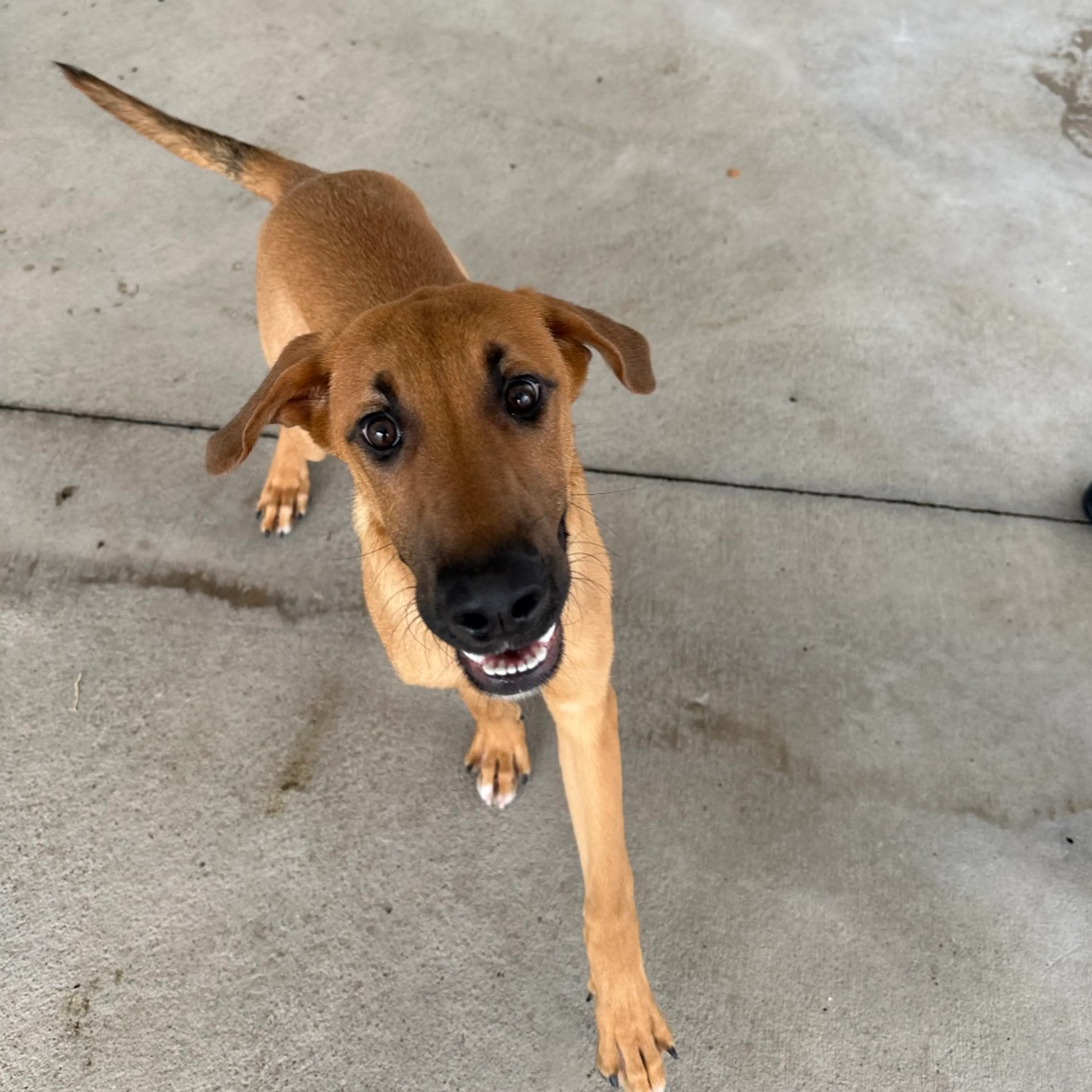 Found pet-8