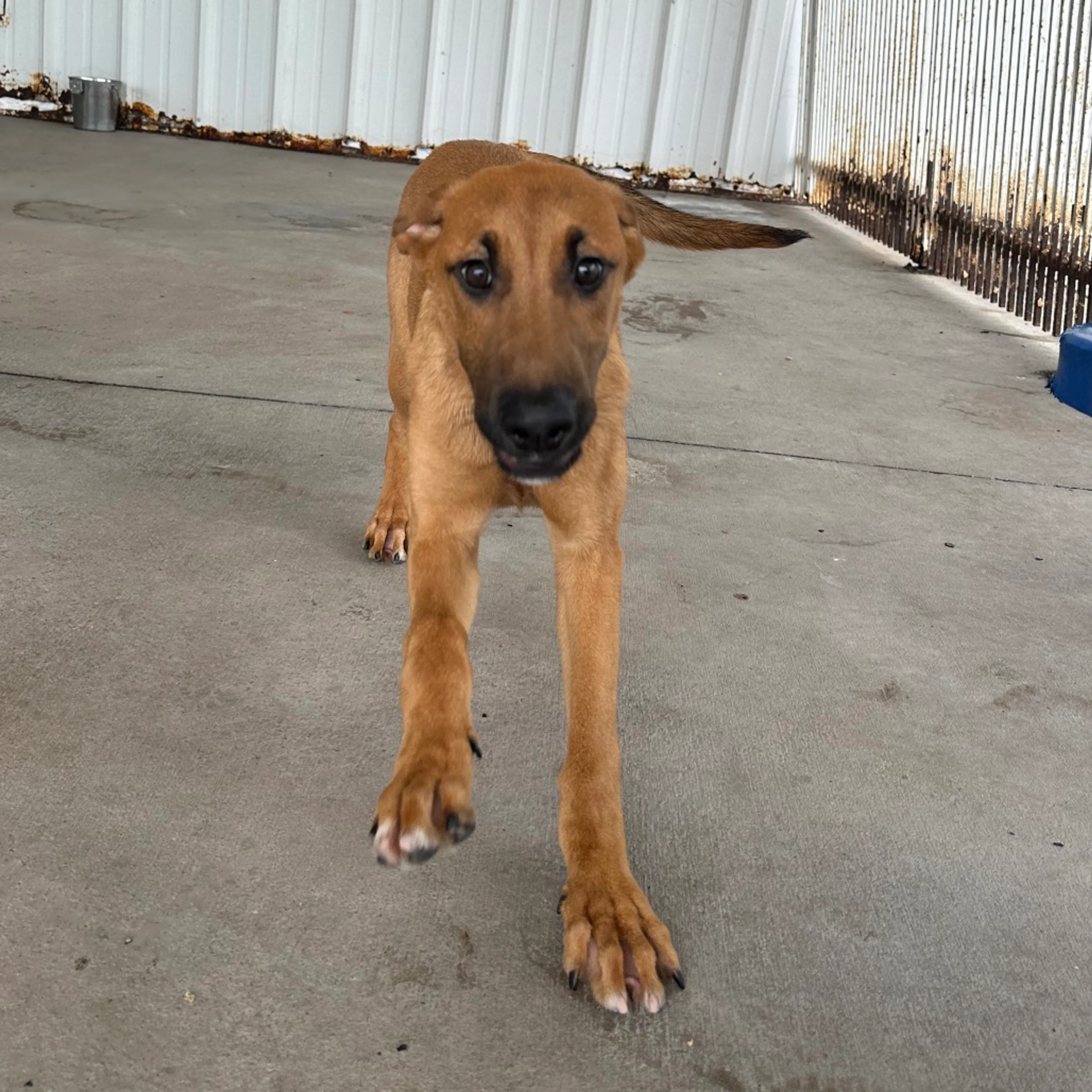 Found pet-9