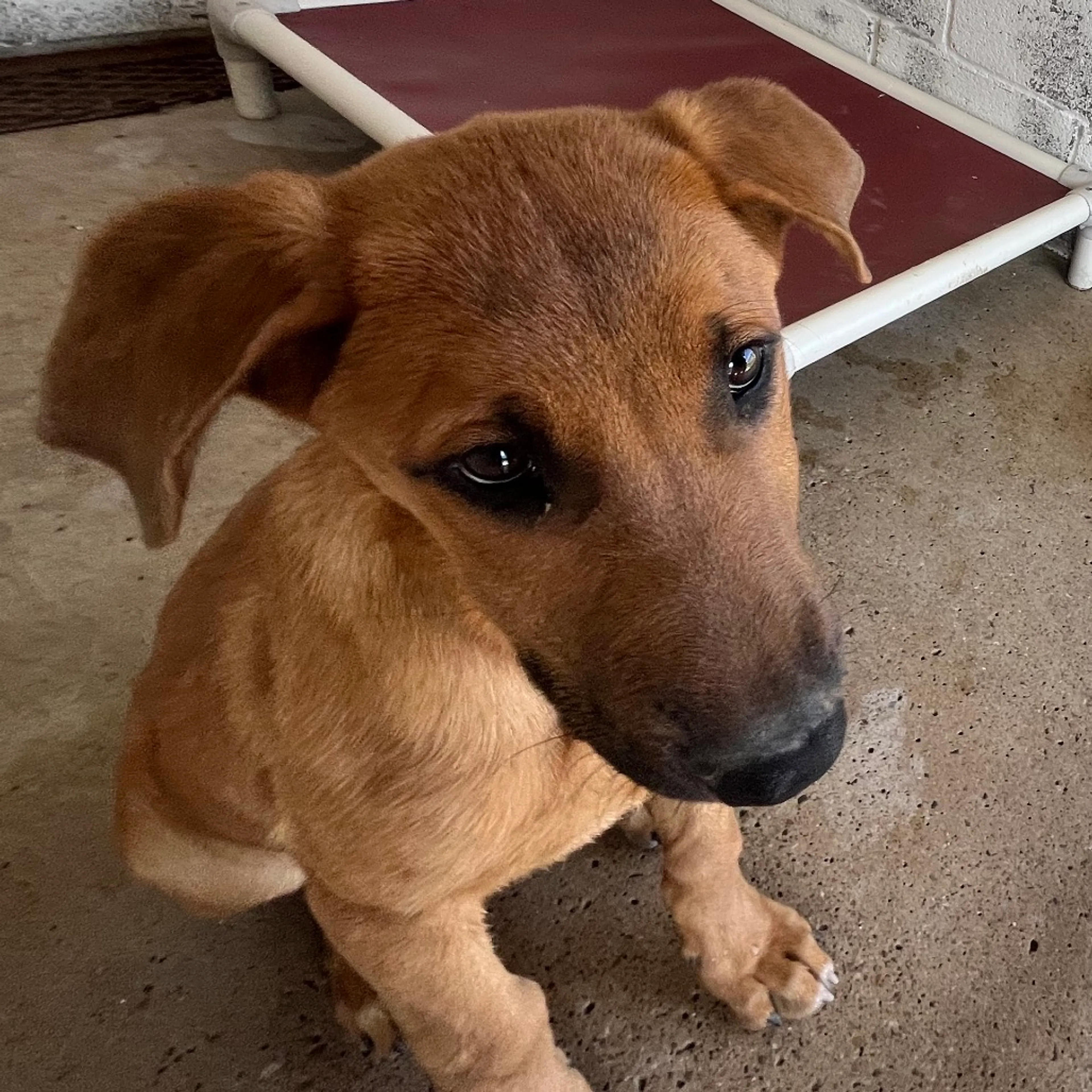 Found pet-1
