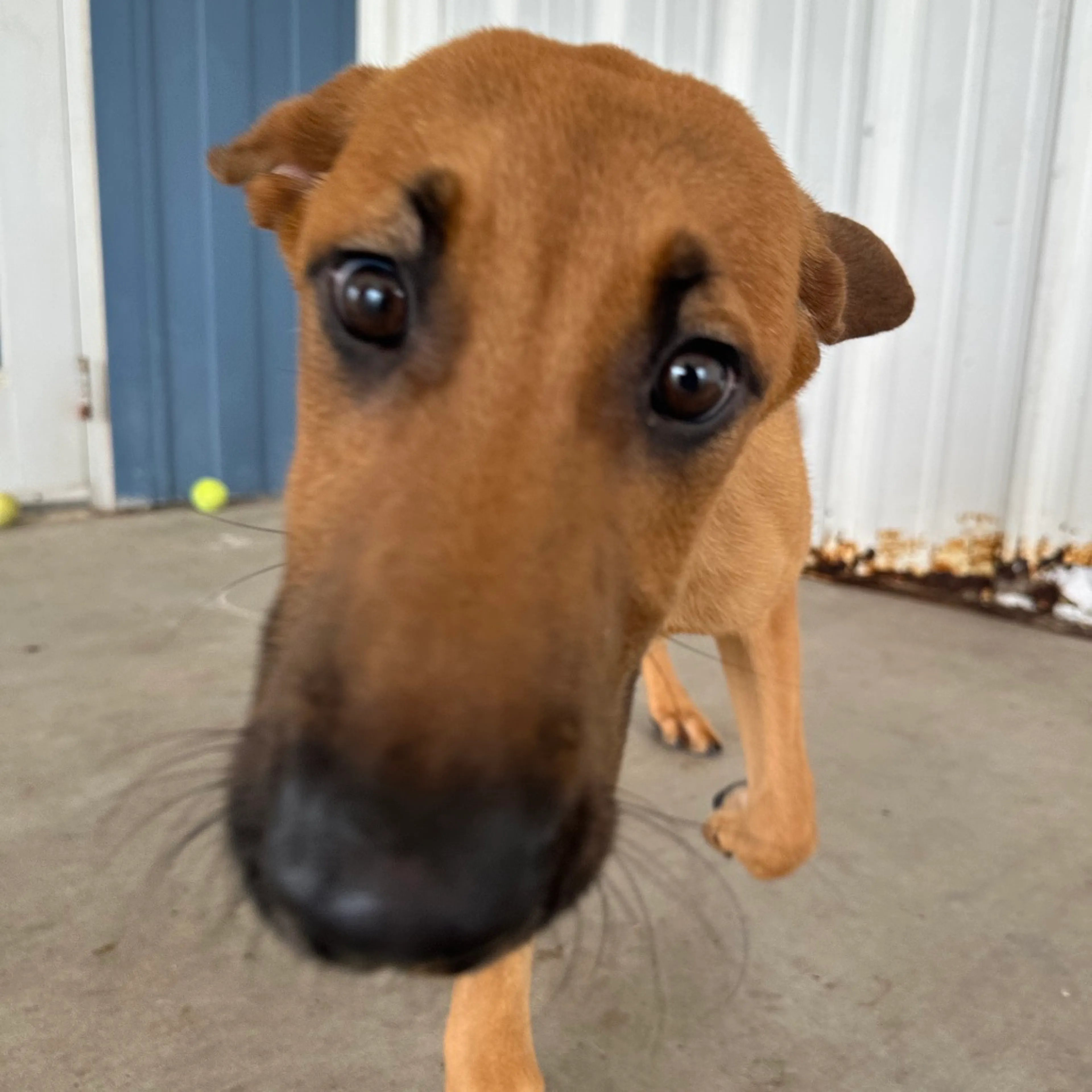 Found pet-6