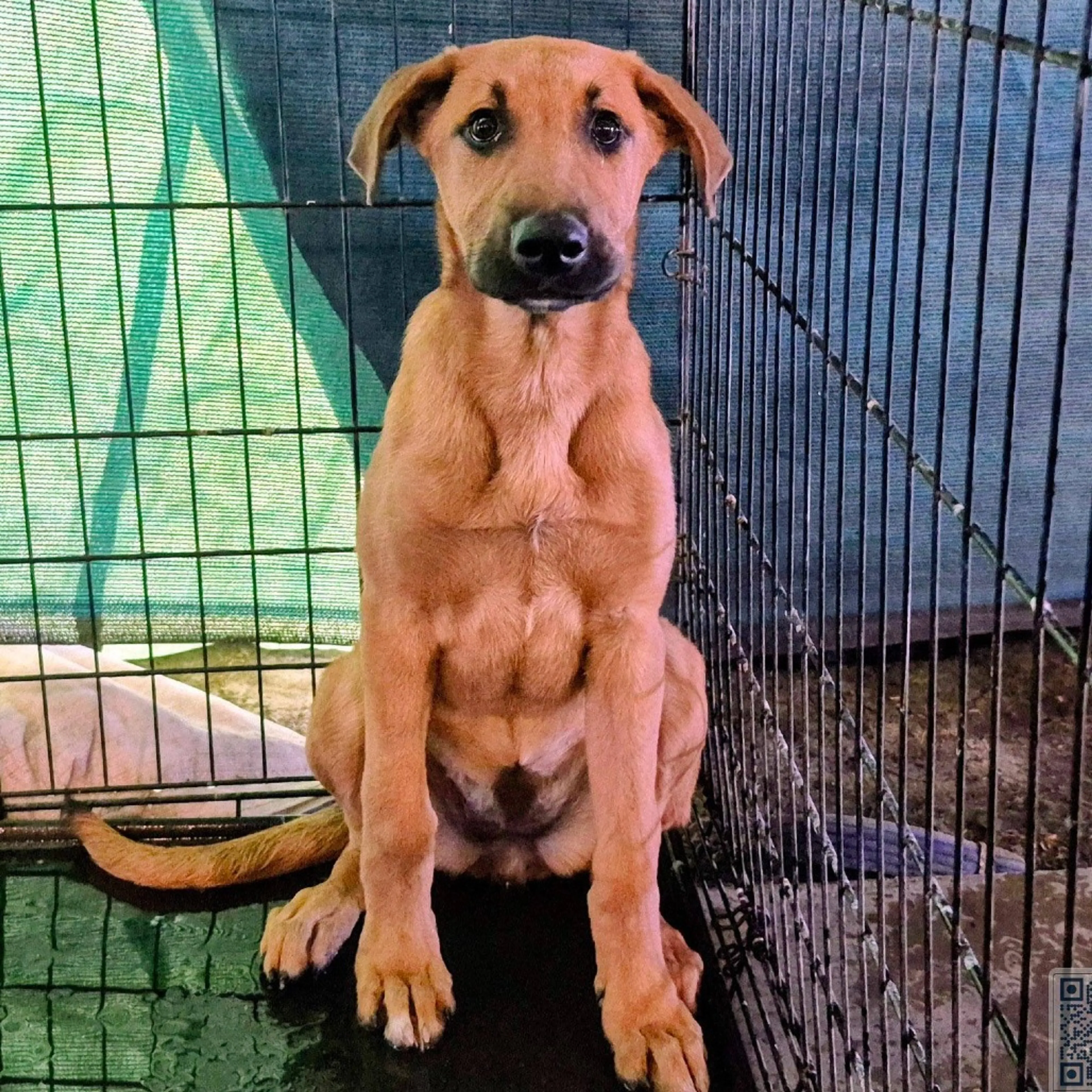 Found pet-3