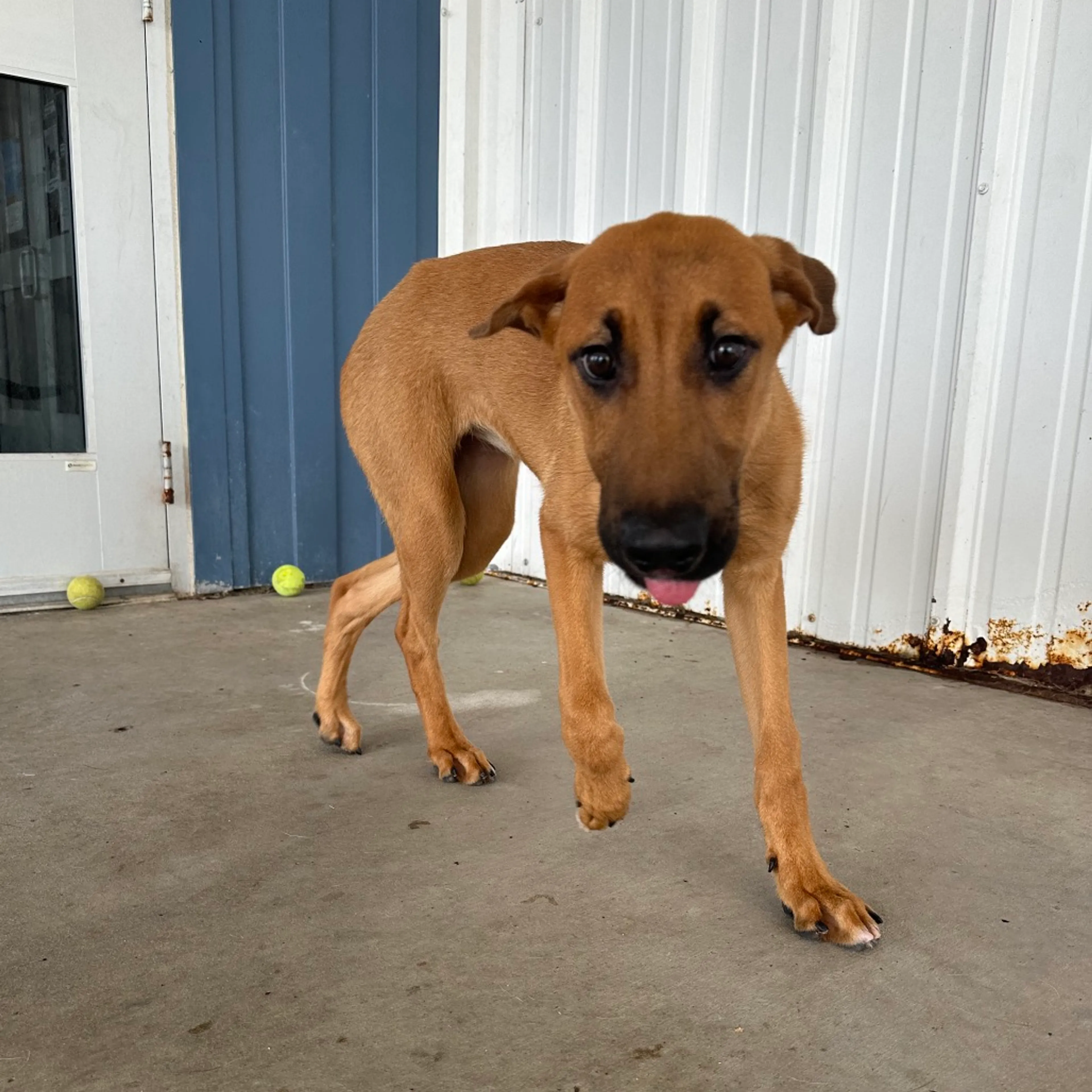 Found pet-7
