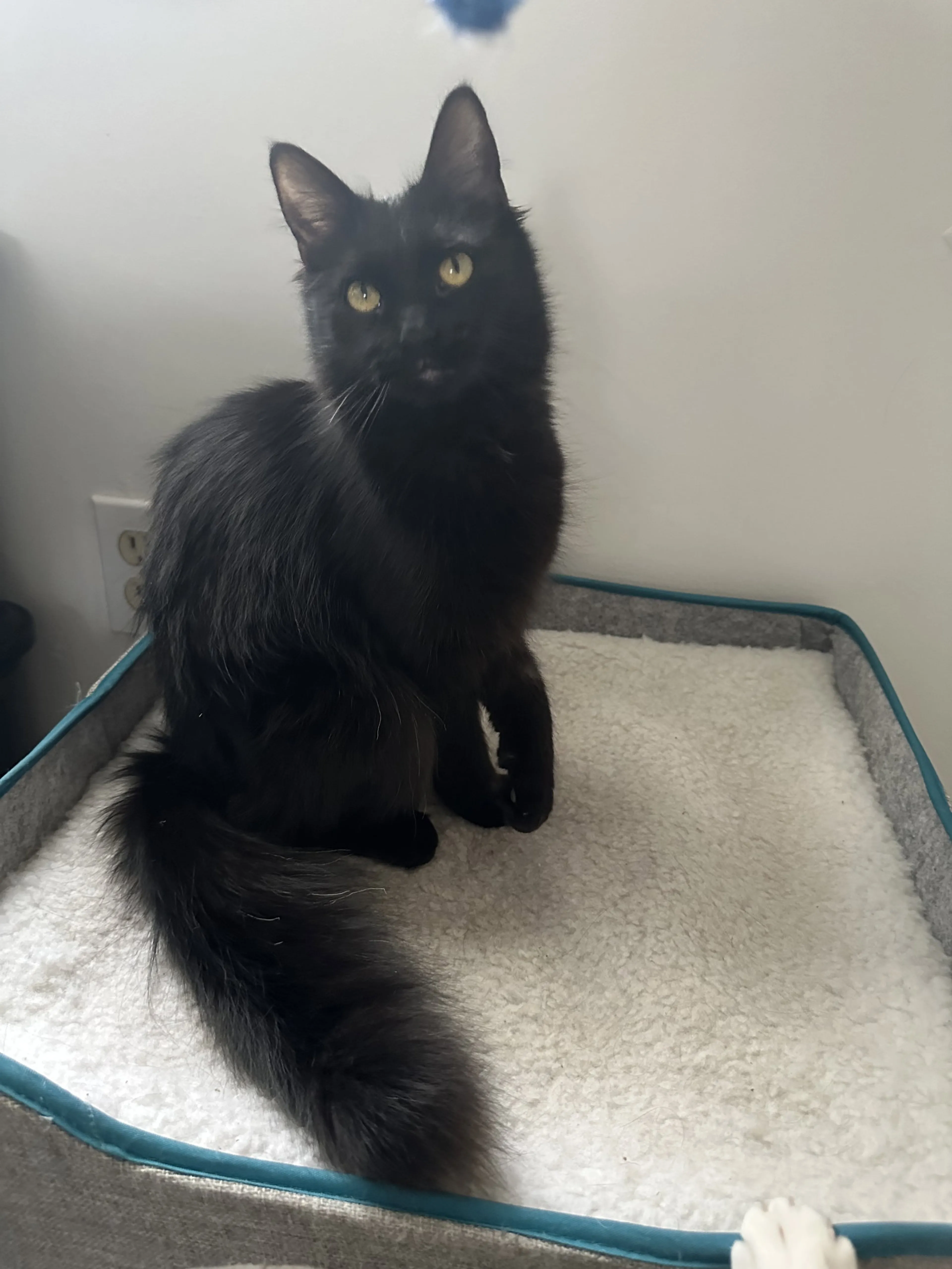 Found pet