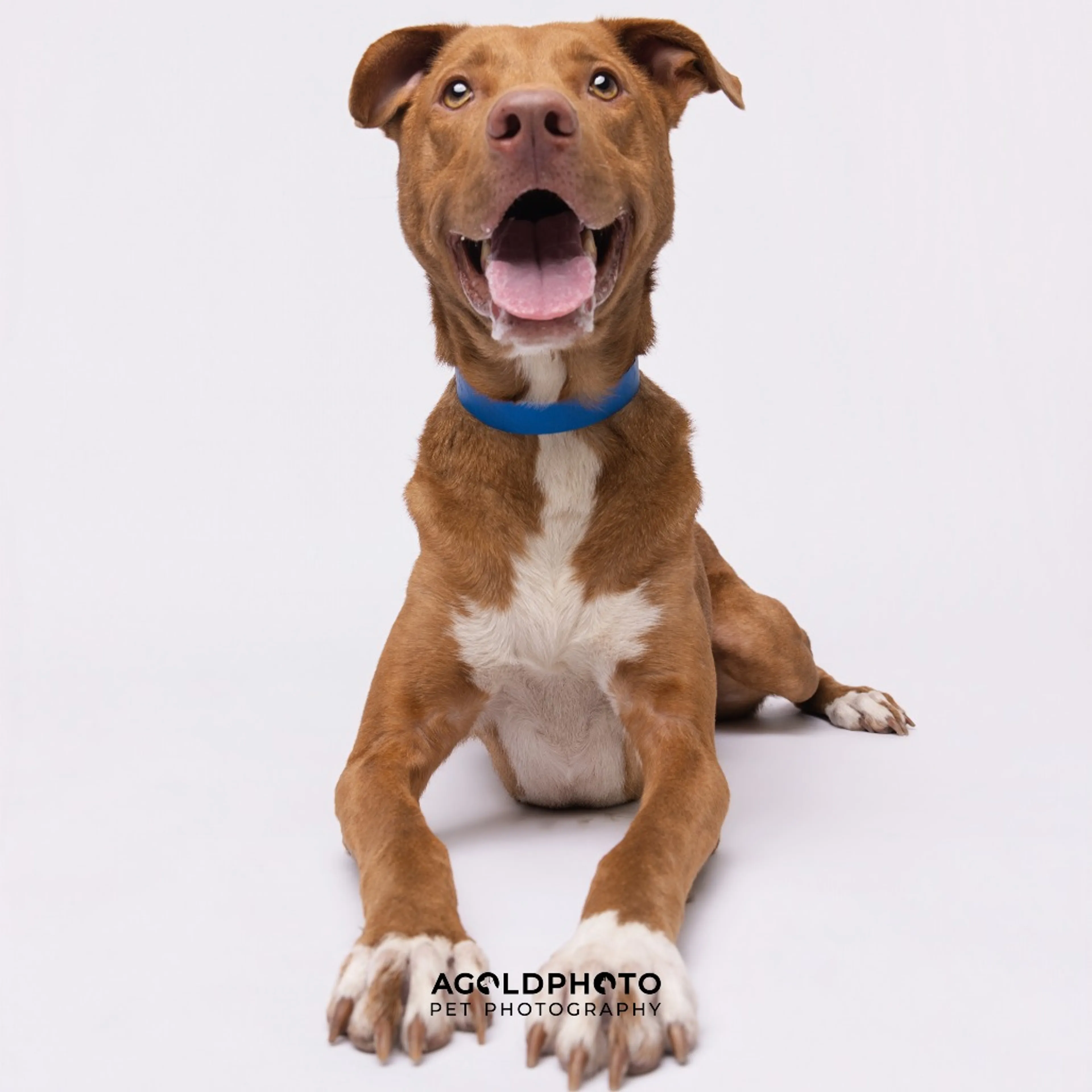 Found pet-4