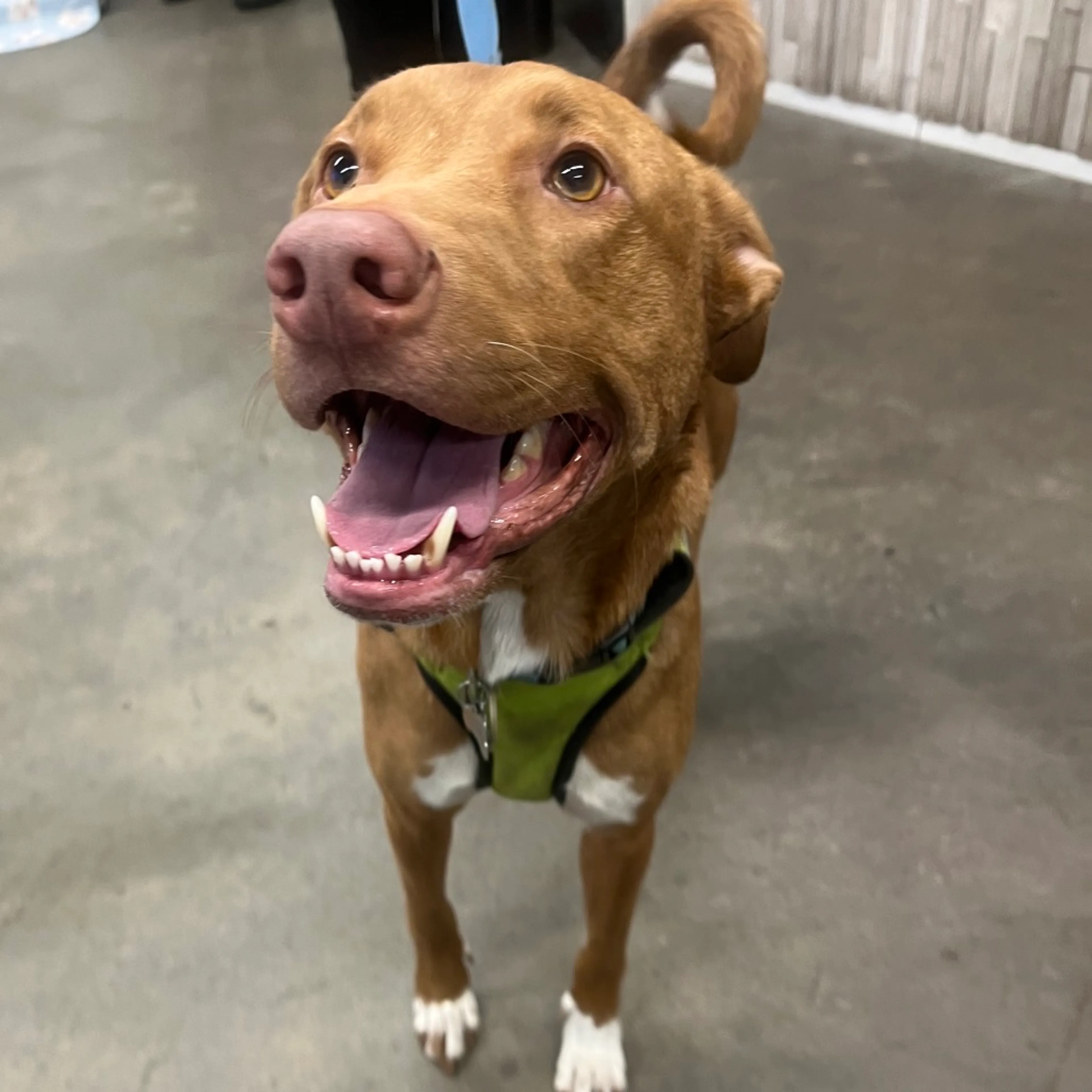 Found pet-2