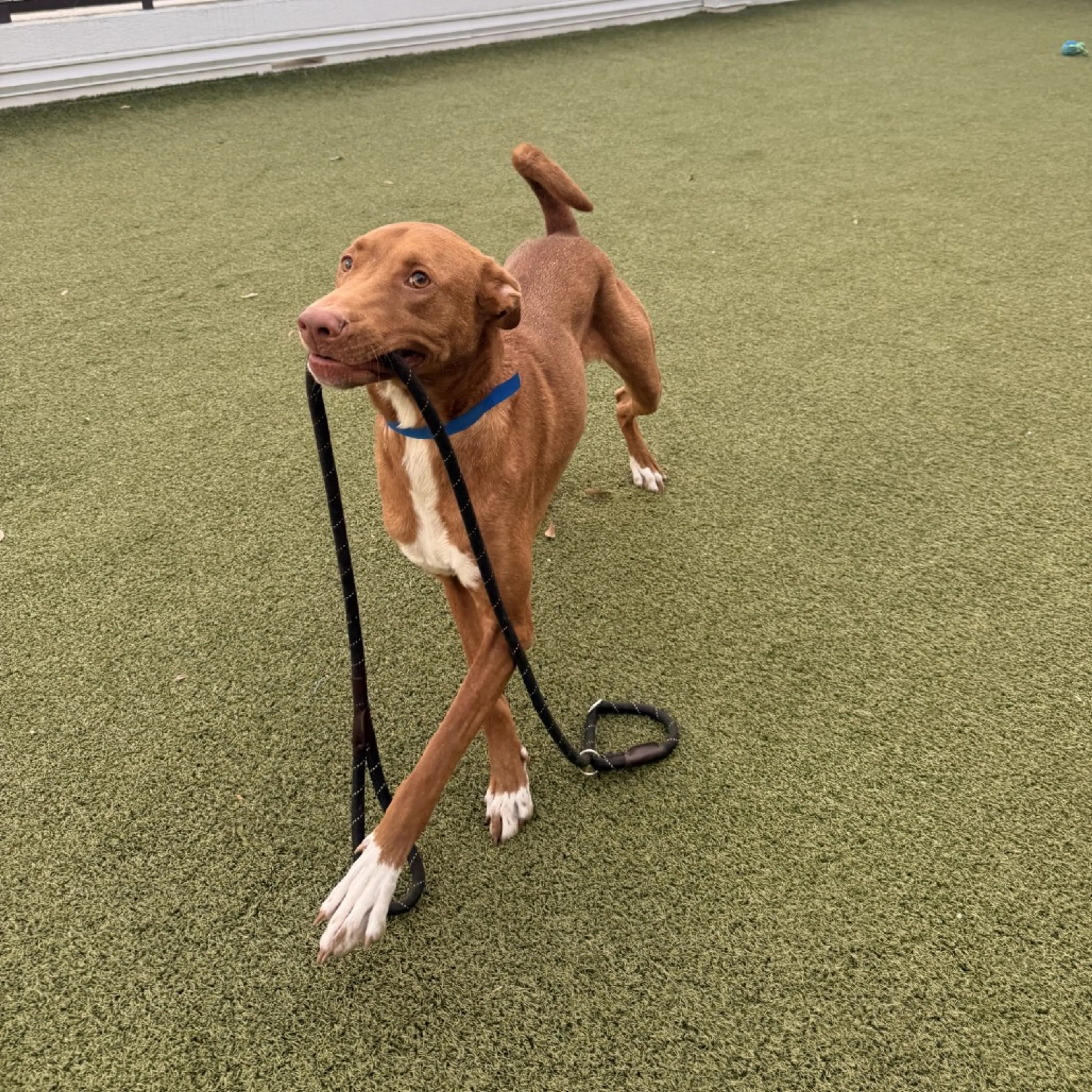 Found pet-9