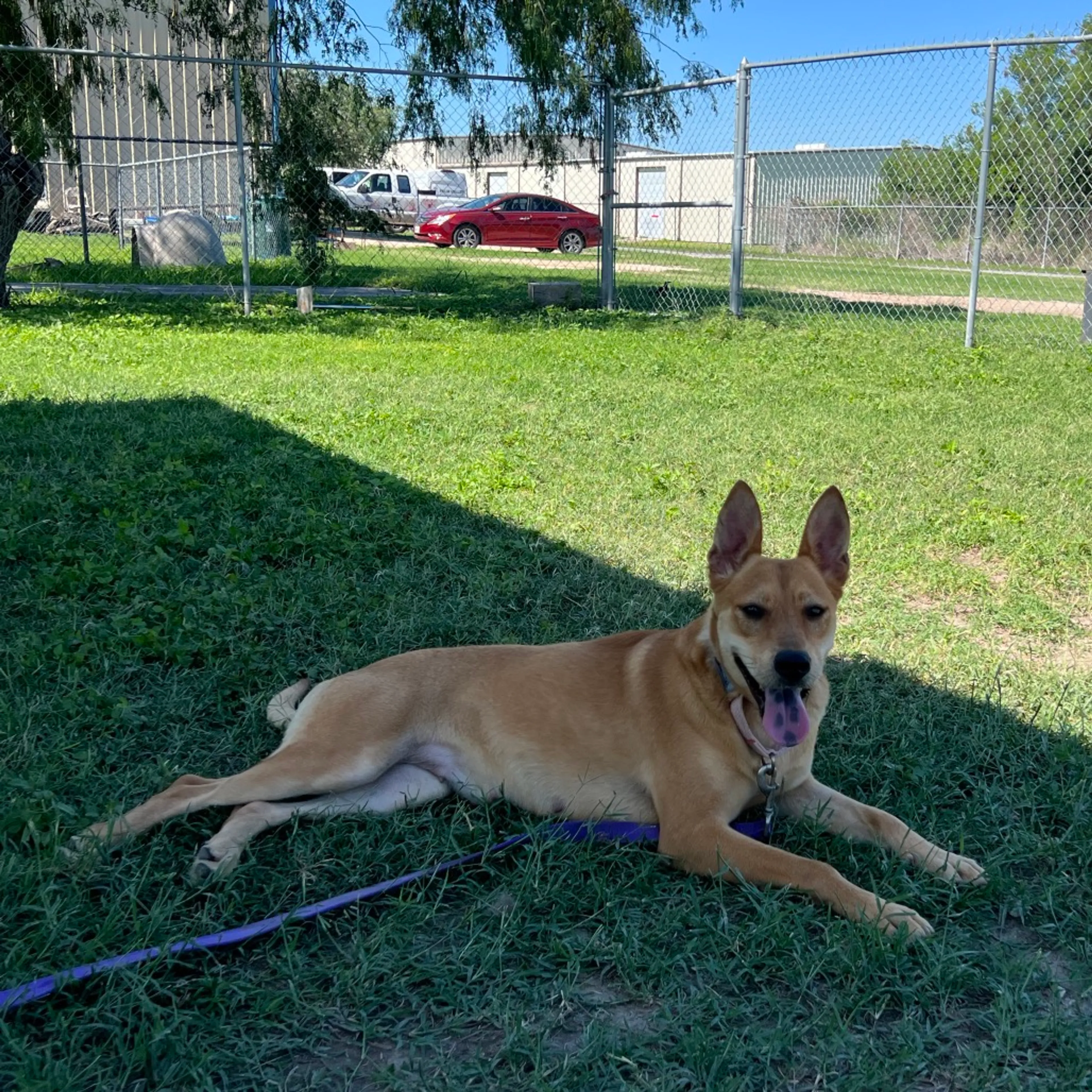 Found pet-4