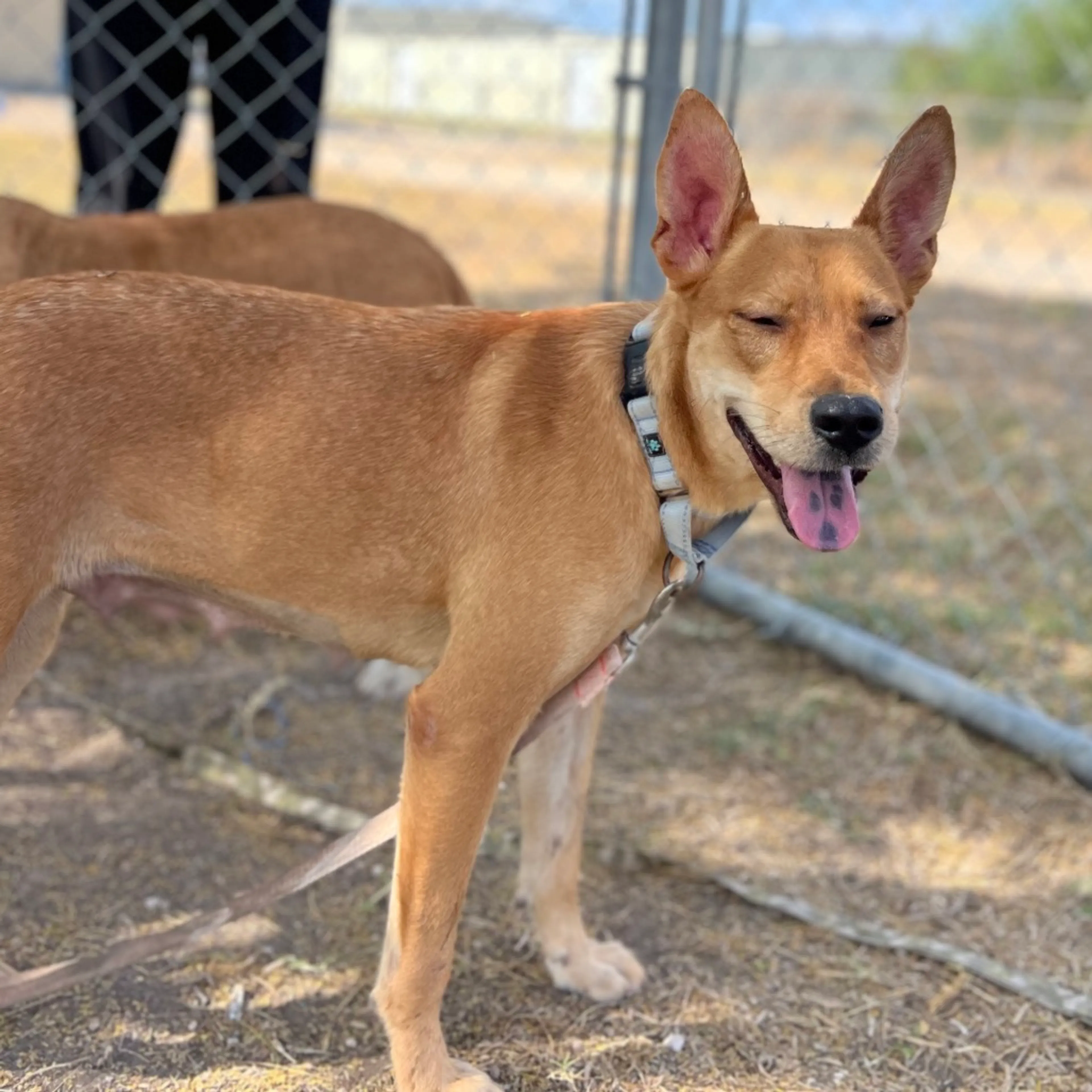 Found pet-3