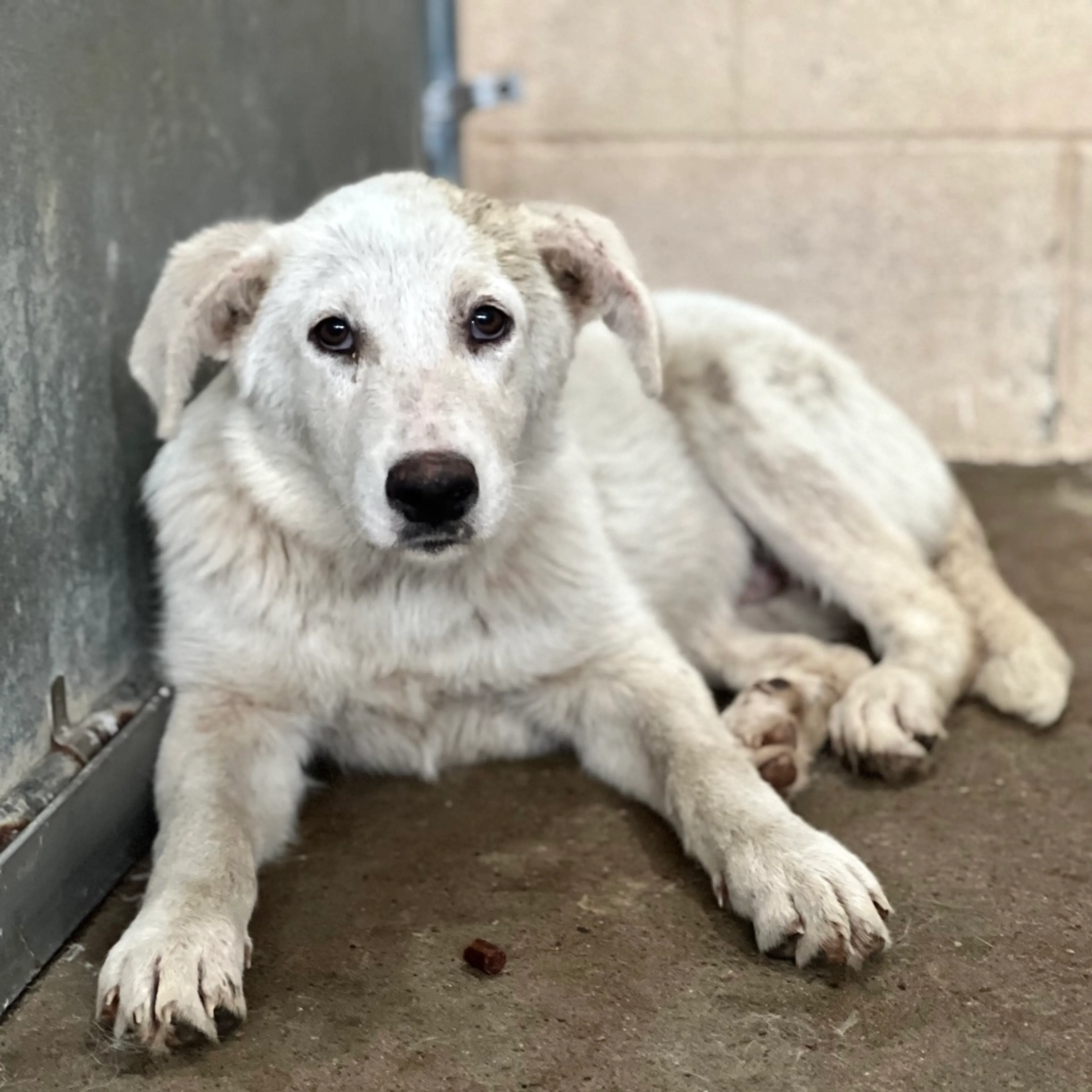 Found pet-4