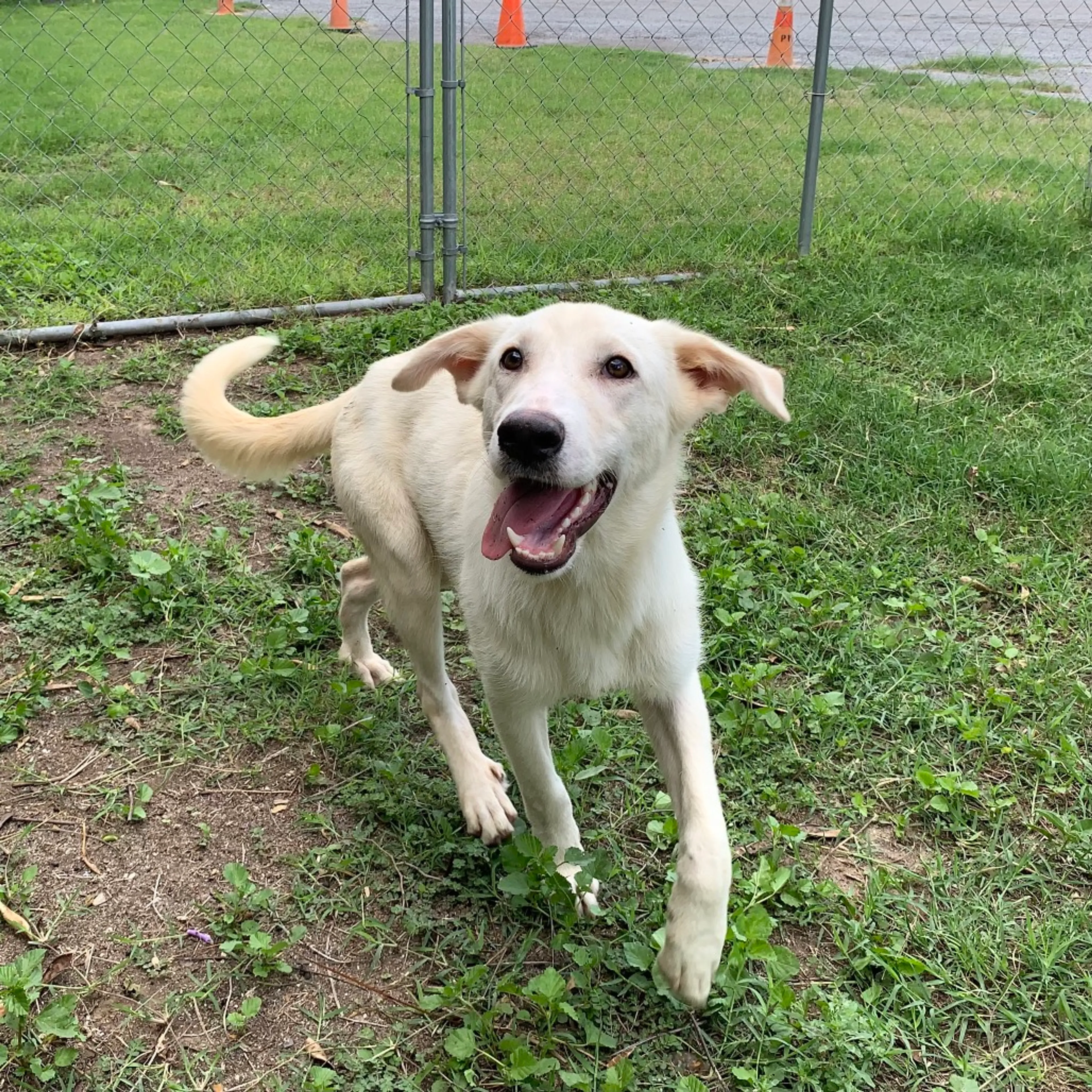 Found pet-8