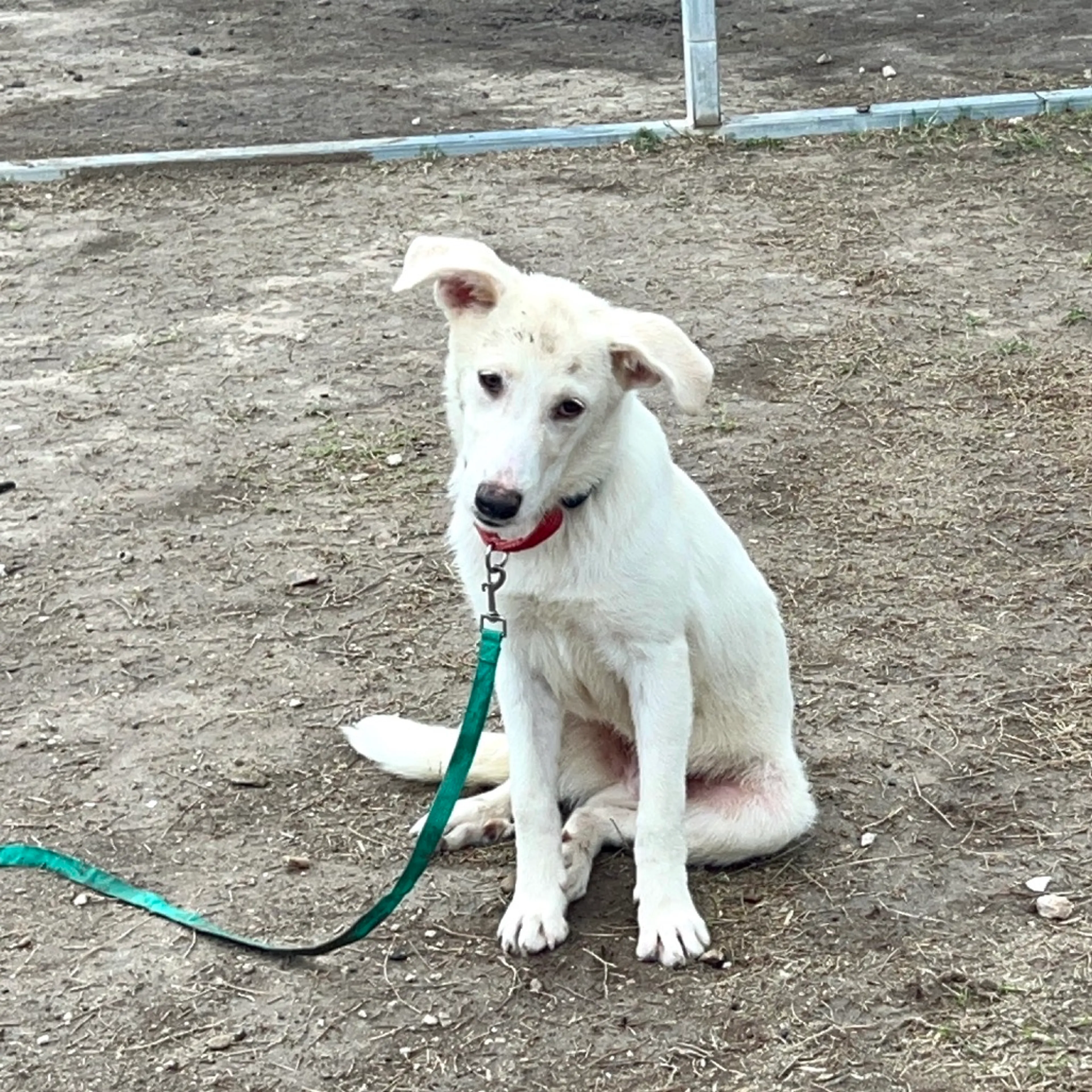 Found pet-6