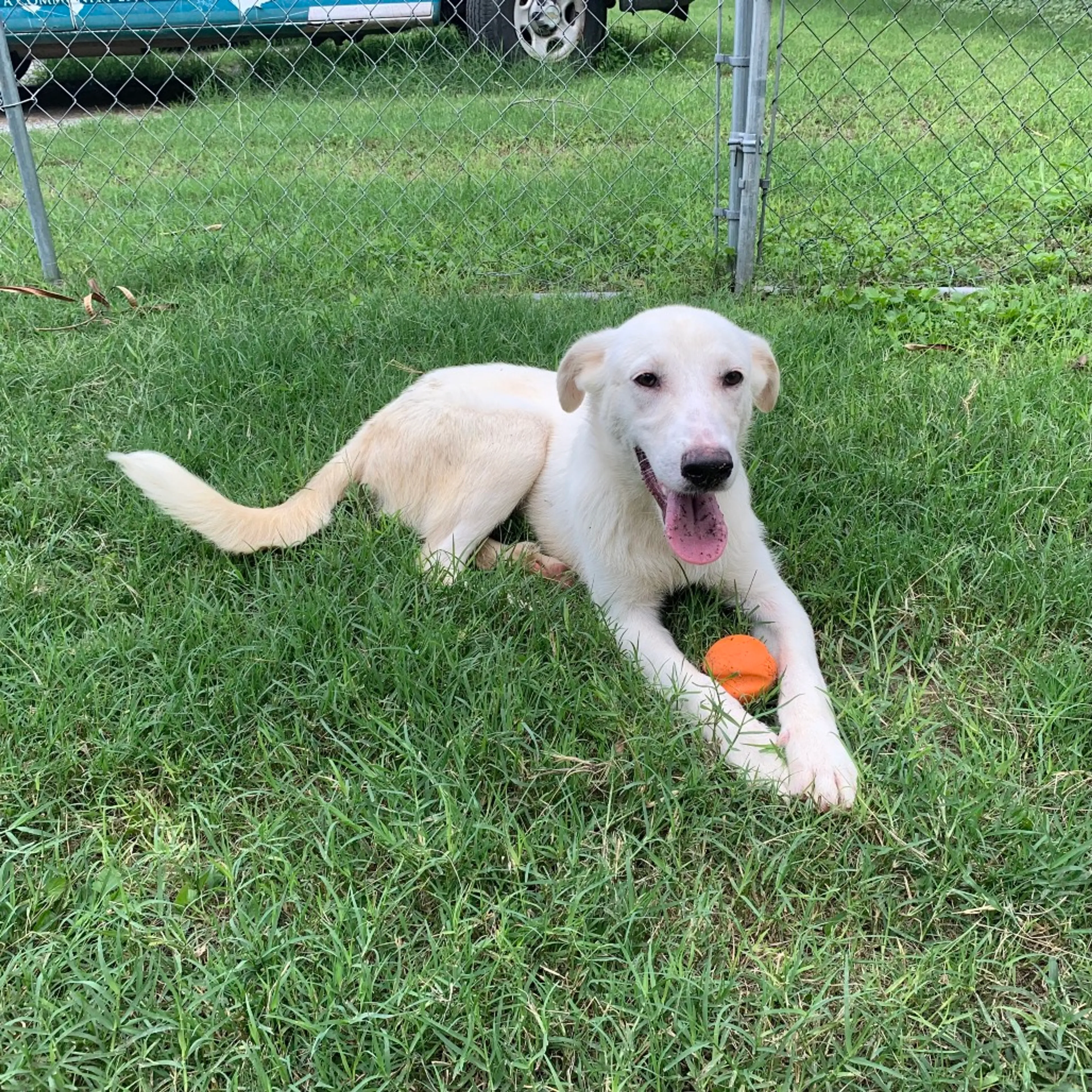 Found pet-9