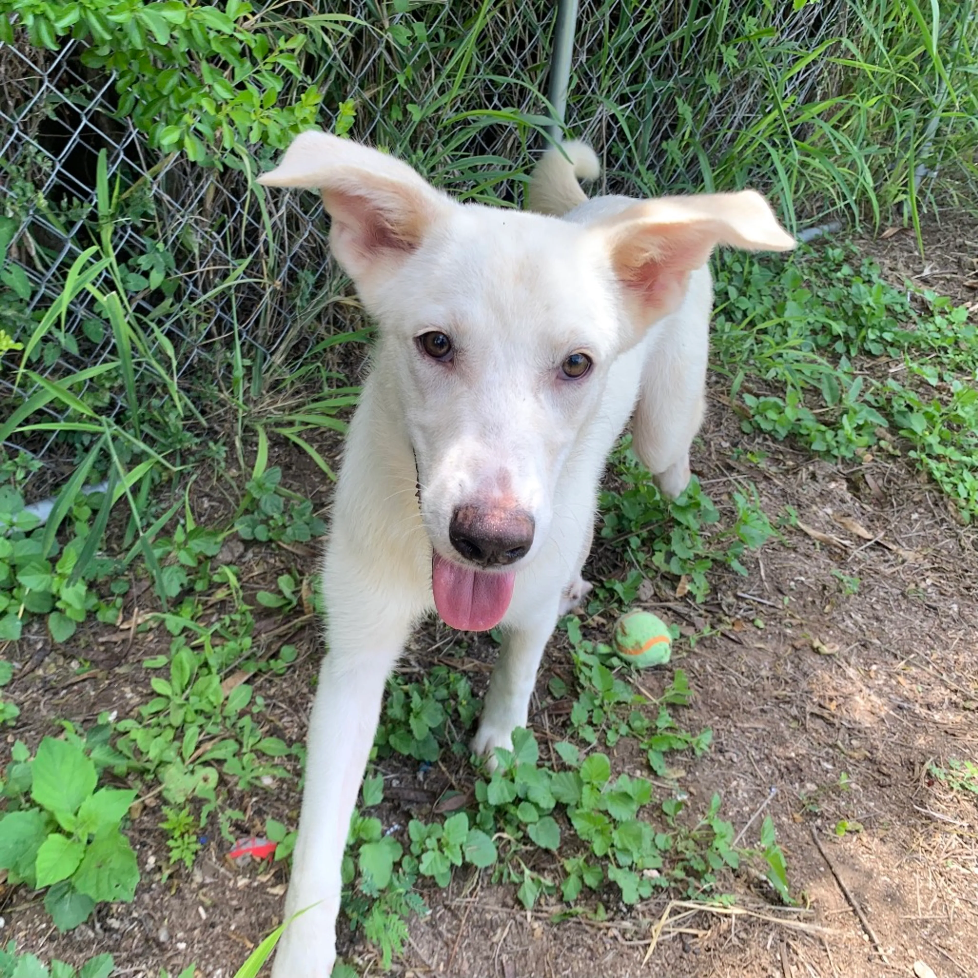 Found pet-7
