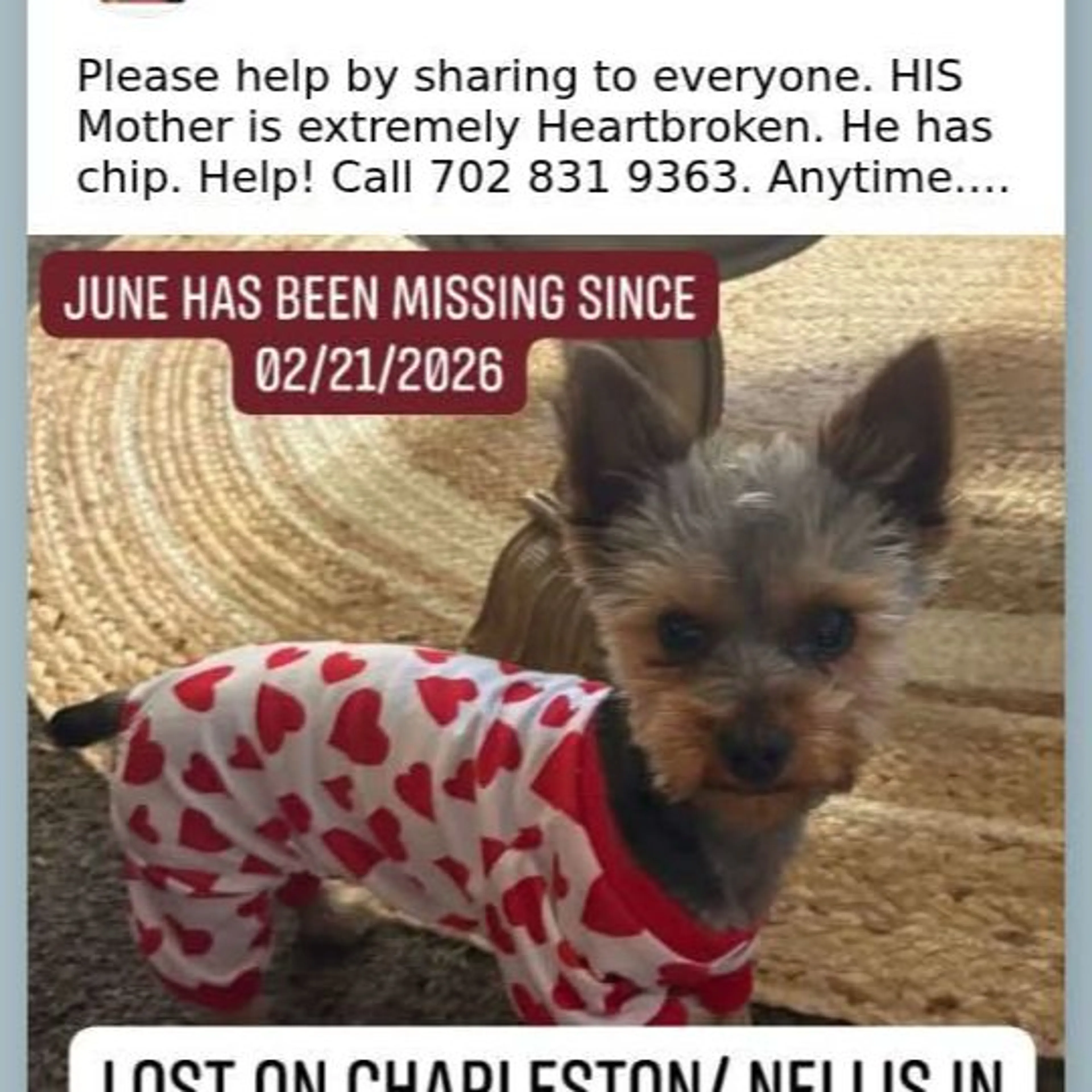 Lost pet