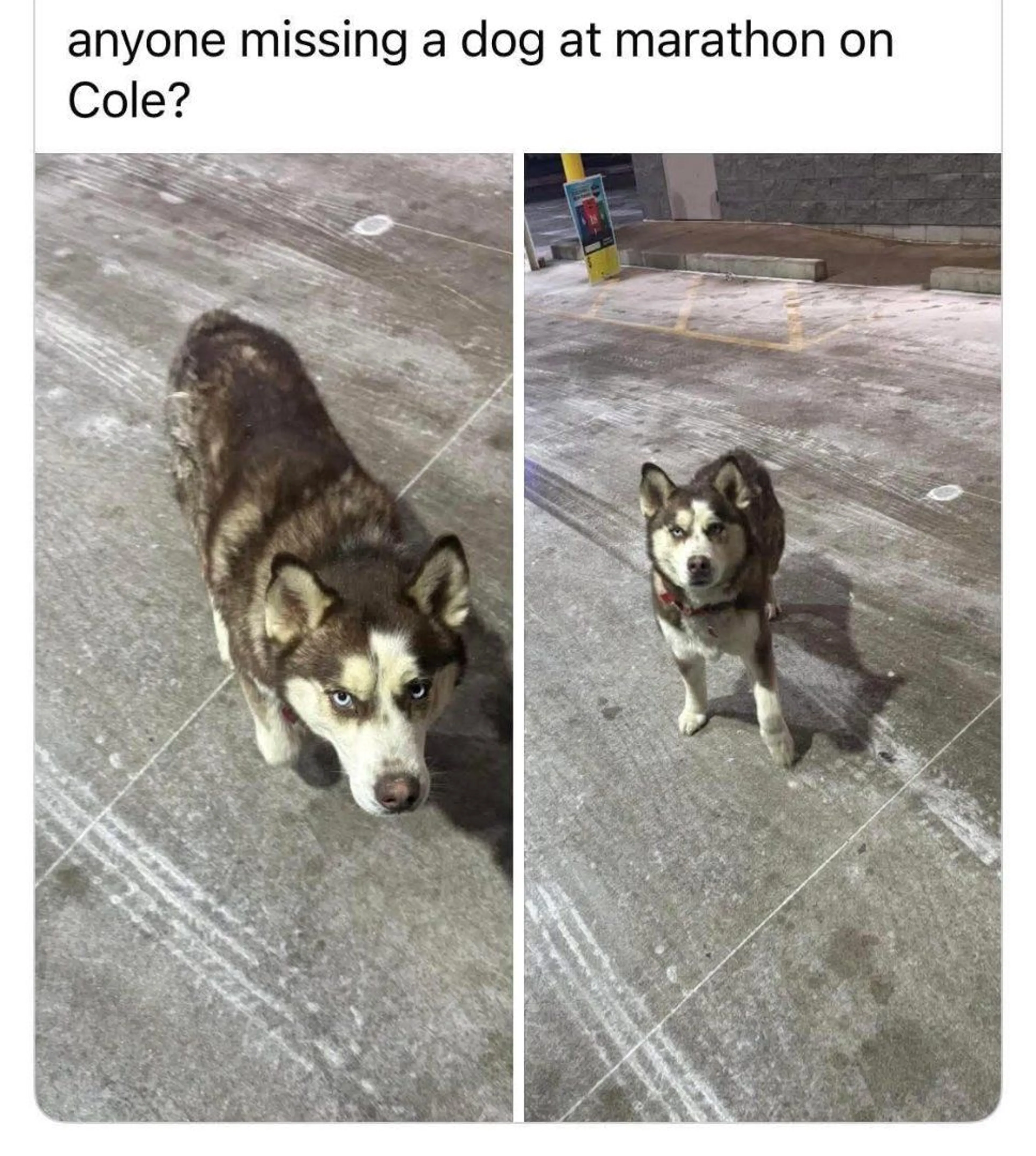 Lost pet